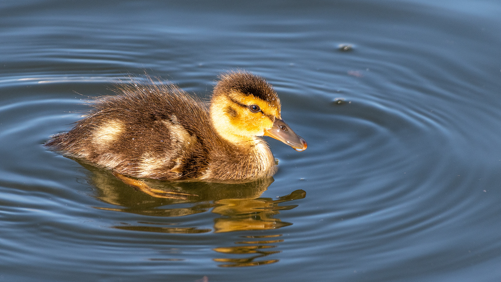 Mallard duckling at Bridlewood Wetlands Park, Calgary, Alberta