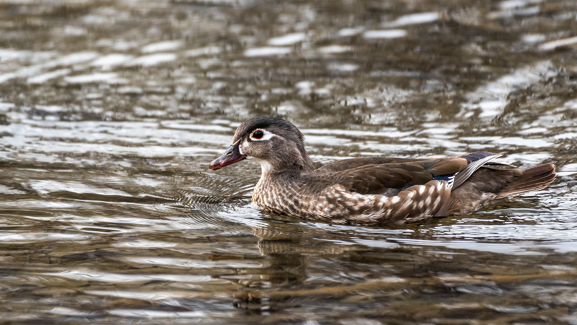 Wood Duck (female) at the Inglewood Bird Sanctuary & Nature Centre, Calgary, Alberta
