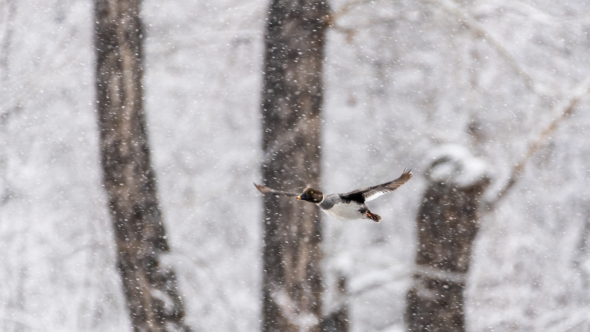 Common Goldeneye (female) in flight at the Inglewood Bird Sanctuary & Nature Centre, Calgary, Alberta