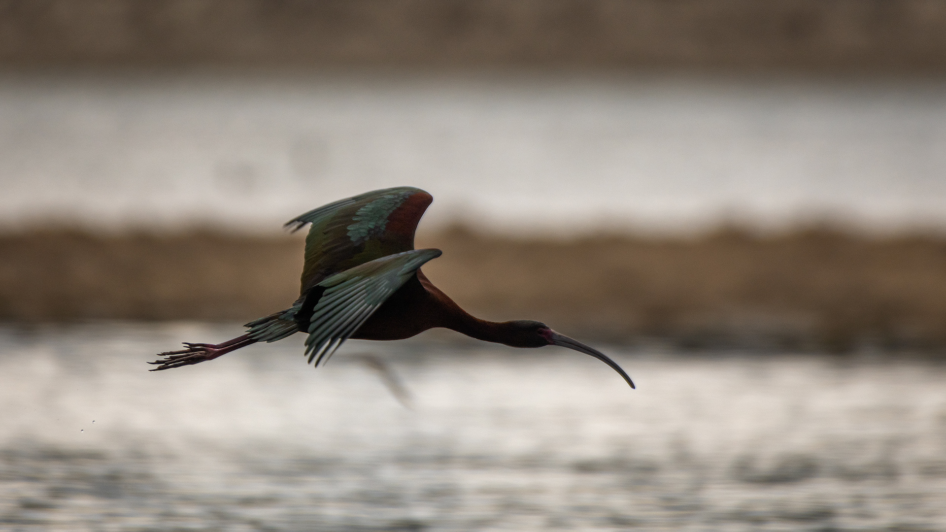 White-faced Ibis (in flight), Glenmore Reservoir, North Glenmore Park, Calgary, AB