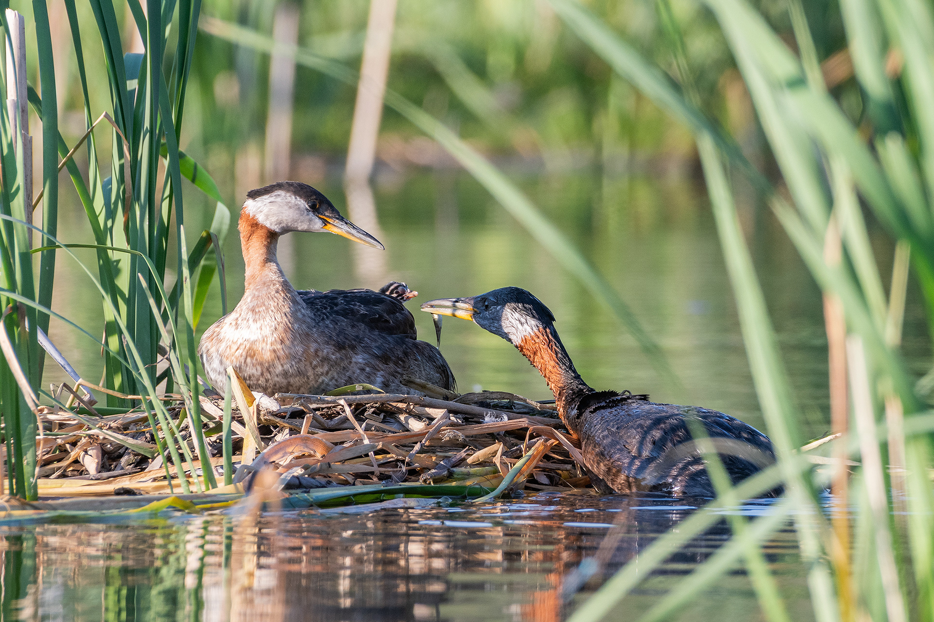 Red-necked Grebe pair at their nest with a chick (female on the nest, male feeding the chick), Marshall Springs - Fish Creek Prov. Park, Calgary, AB