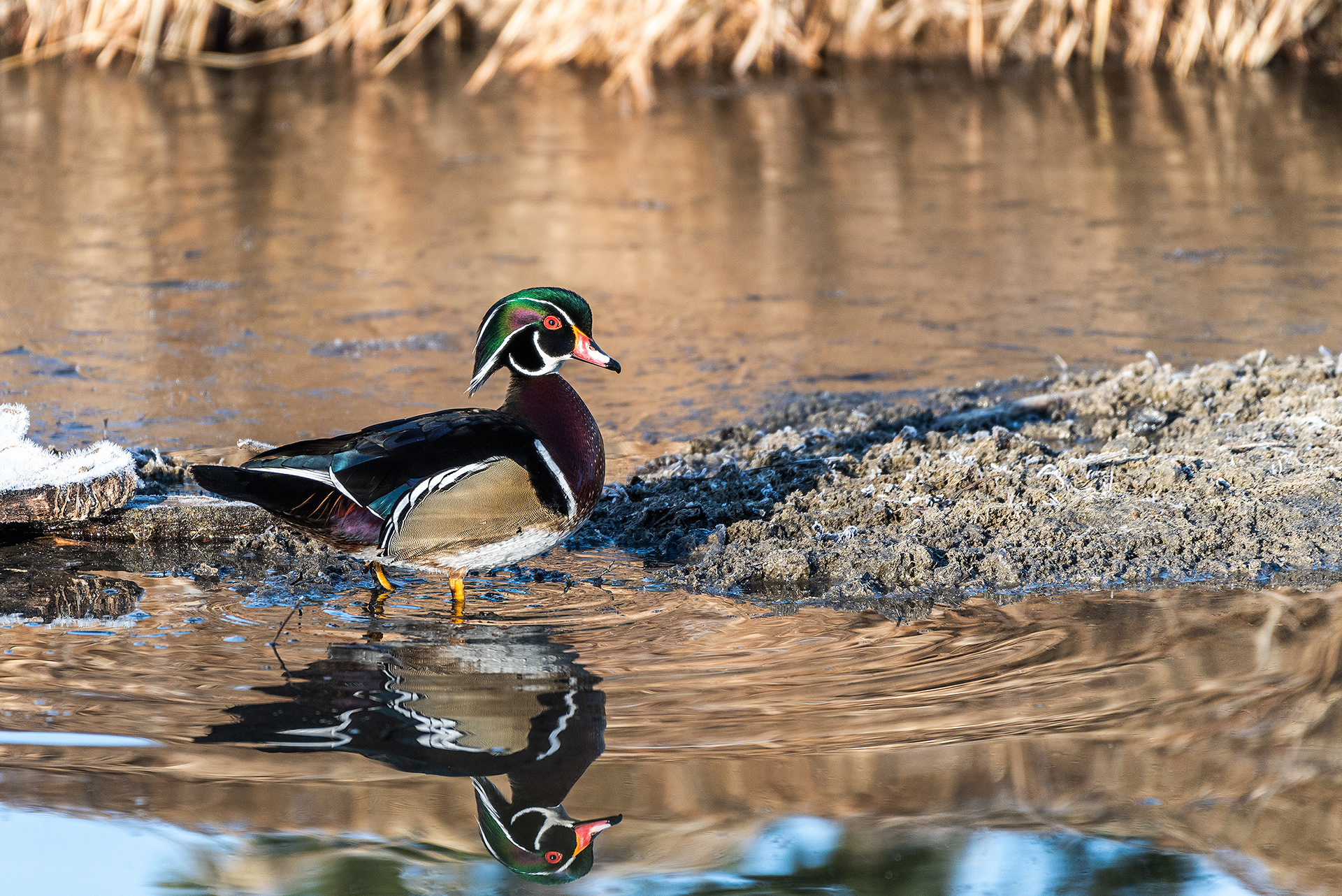 Wood Duck (male) at the Inglewood Bird Sanctuary & Nature Centre, Calgary, Alberta