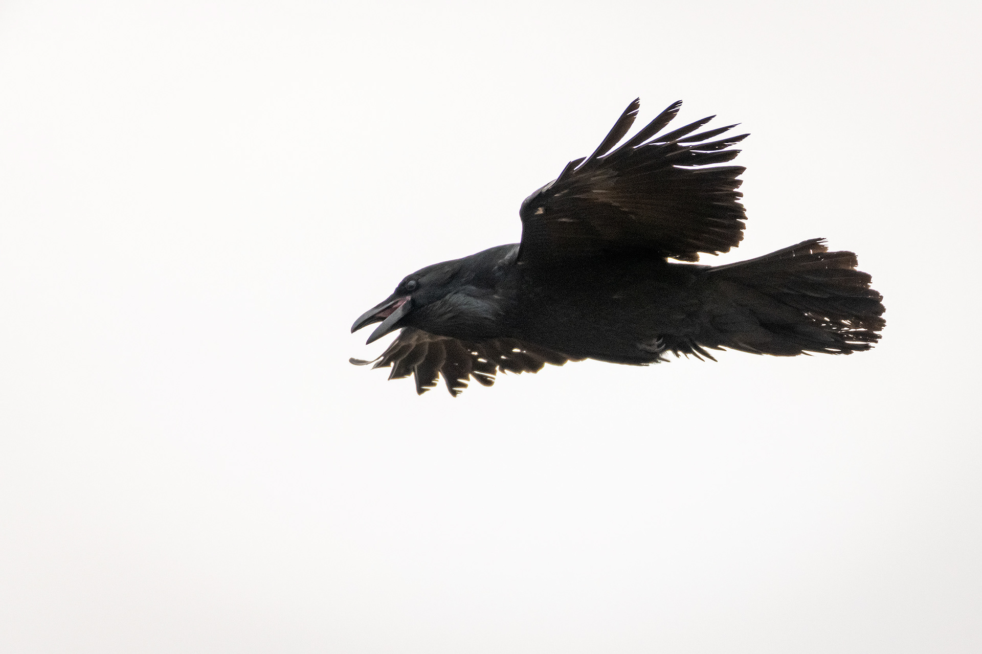 Common Raven in flight - Southview Off Leash Dog Park, Calgary, AB