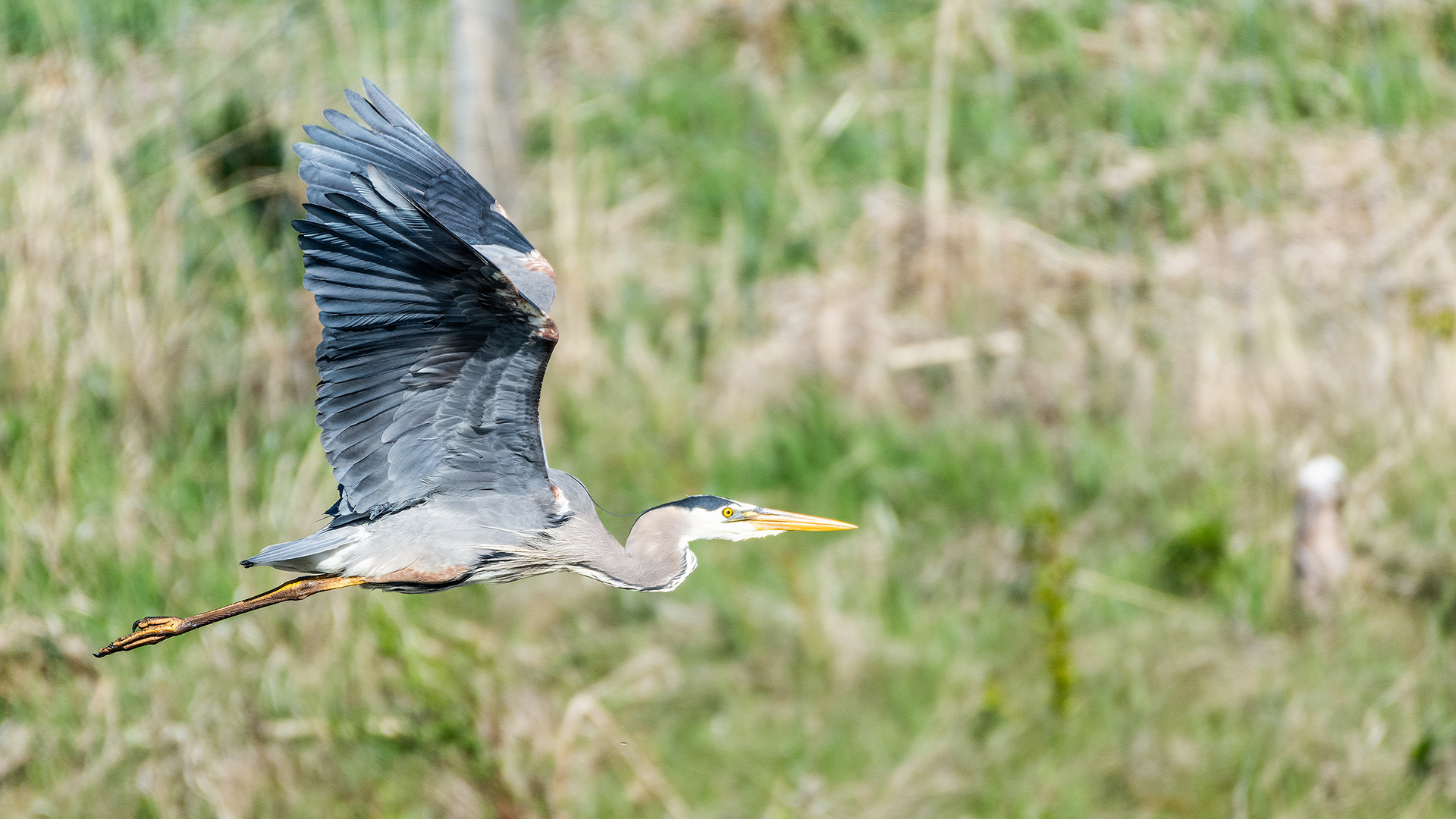 Great Blue Heron (in flight) at the Marshall Springs ponds in Fish Creek Provincial Park, Calgary, Alberta