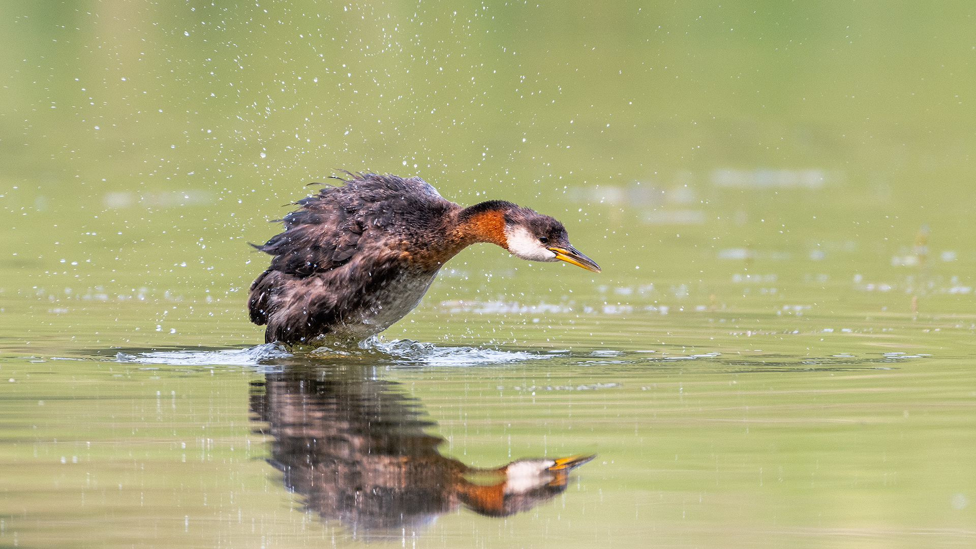 Red-necked Grebe (female), Marshall Springs - Fish Creek Prov. Park, Calgary, AB