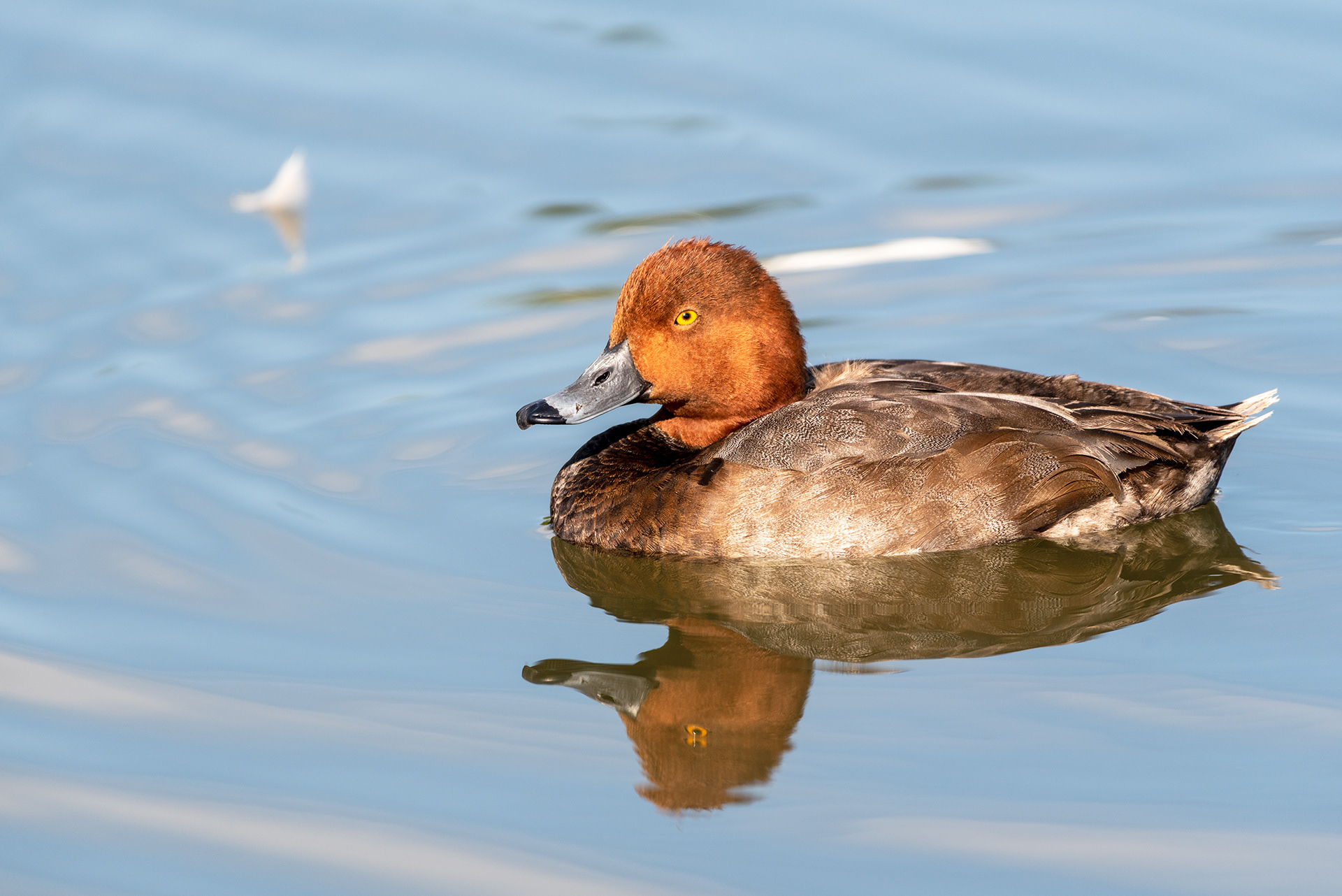 Redhead duck, Bridlewood Wetlands Park, Calgary, Alberta