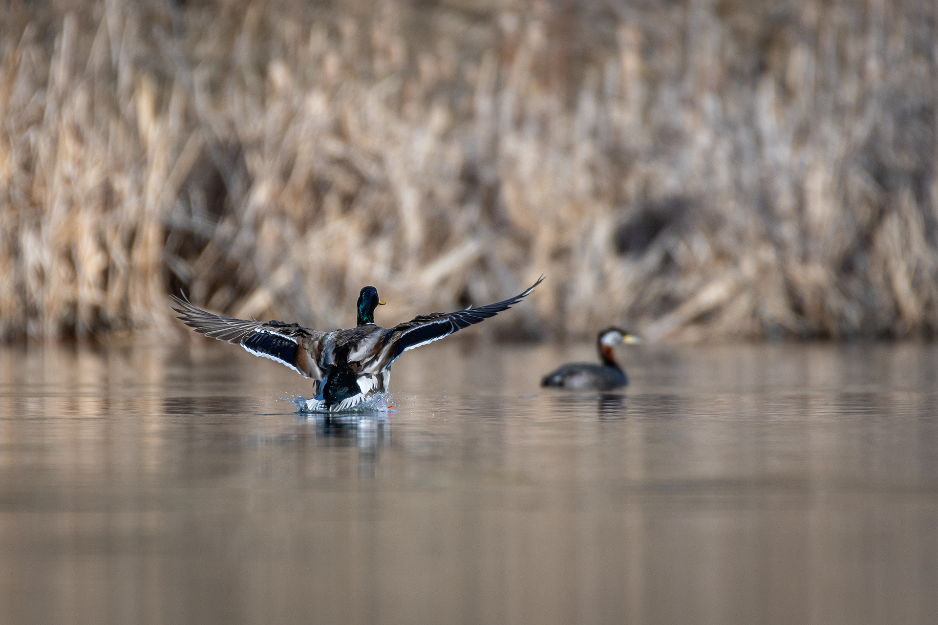Mallard (male), Marshall Springs, Fish Creek Provincial Park, Calgary, AB