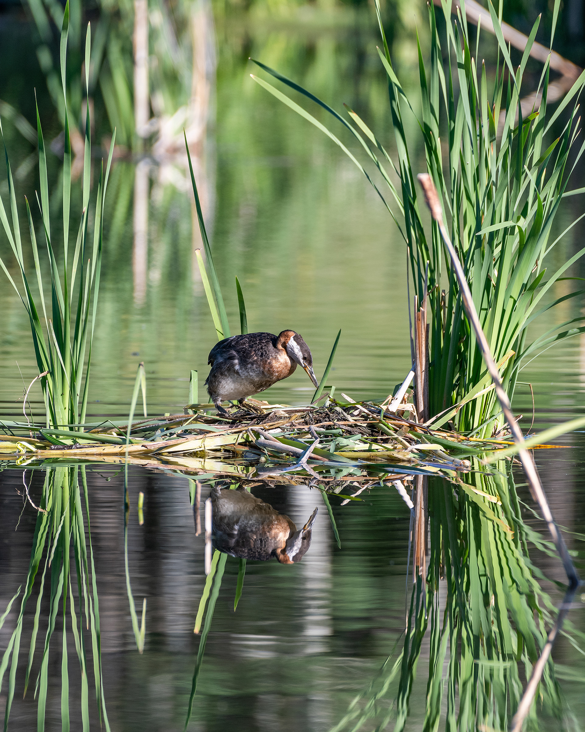 Red-necked Grebe (female) on her nest, Marshall Springs - Fish Creek Prov. Park, Calgary, AB