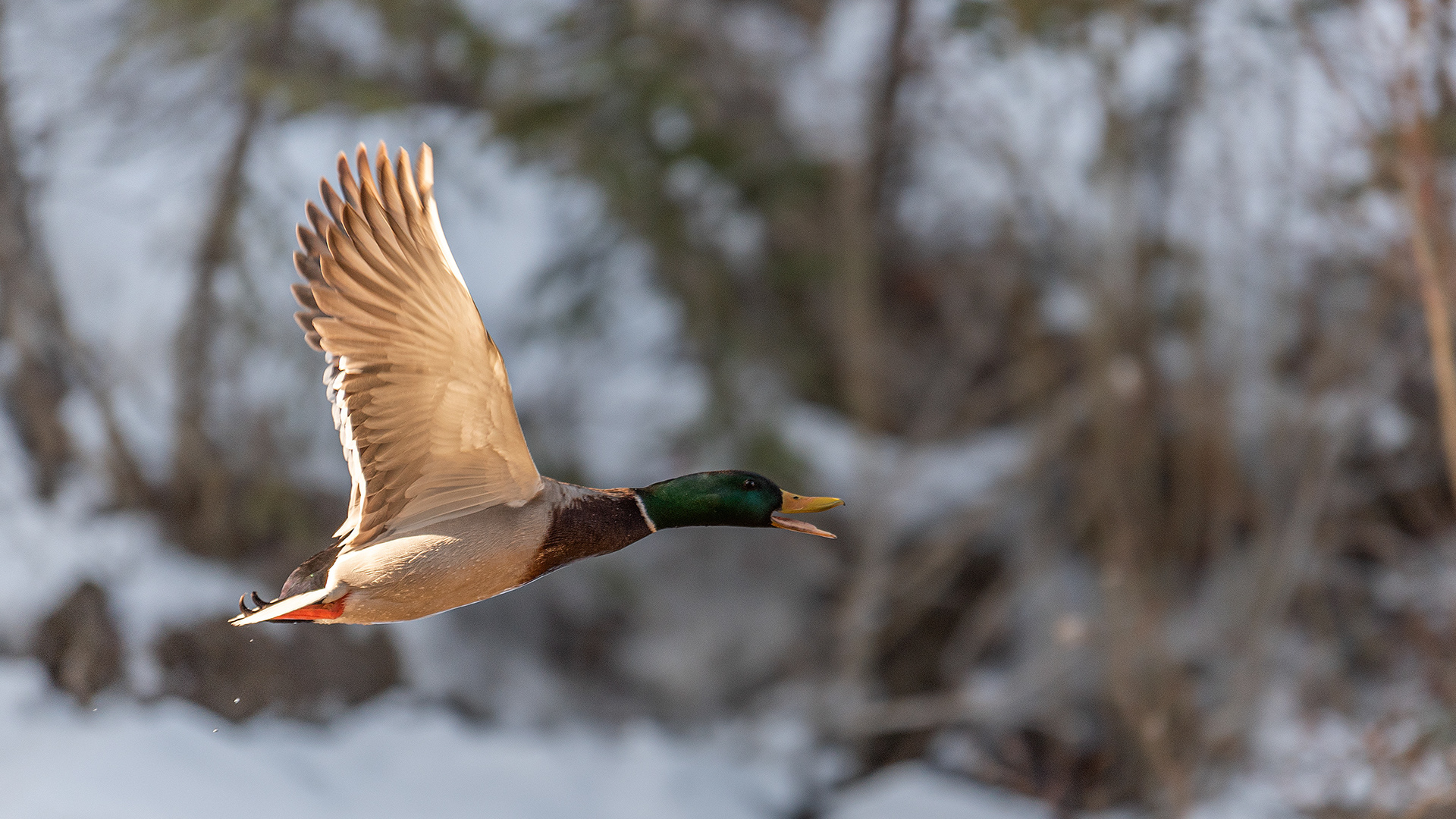 Mallard (male) in flight near Shannon Terrace, Fish Creek Prov. Park, Calgary, AB