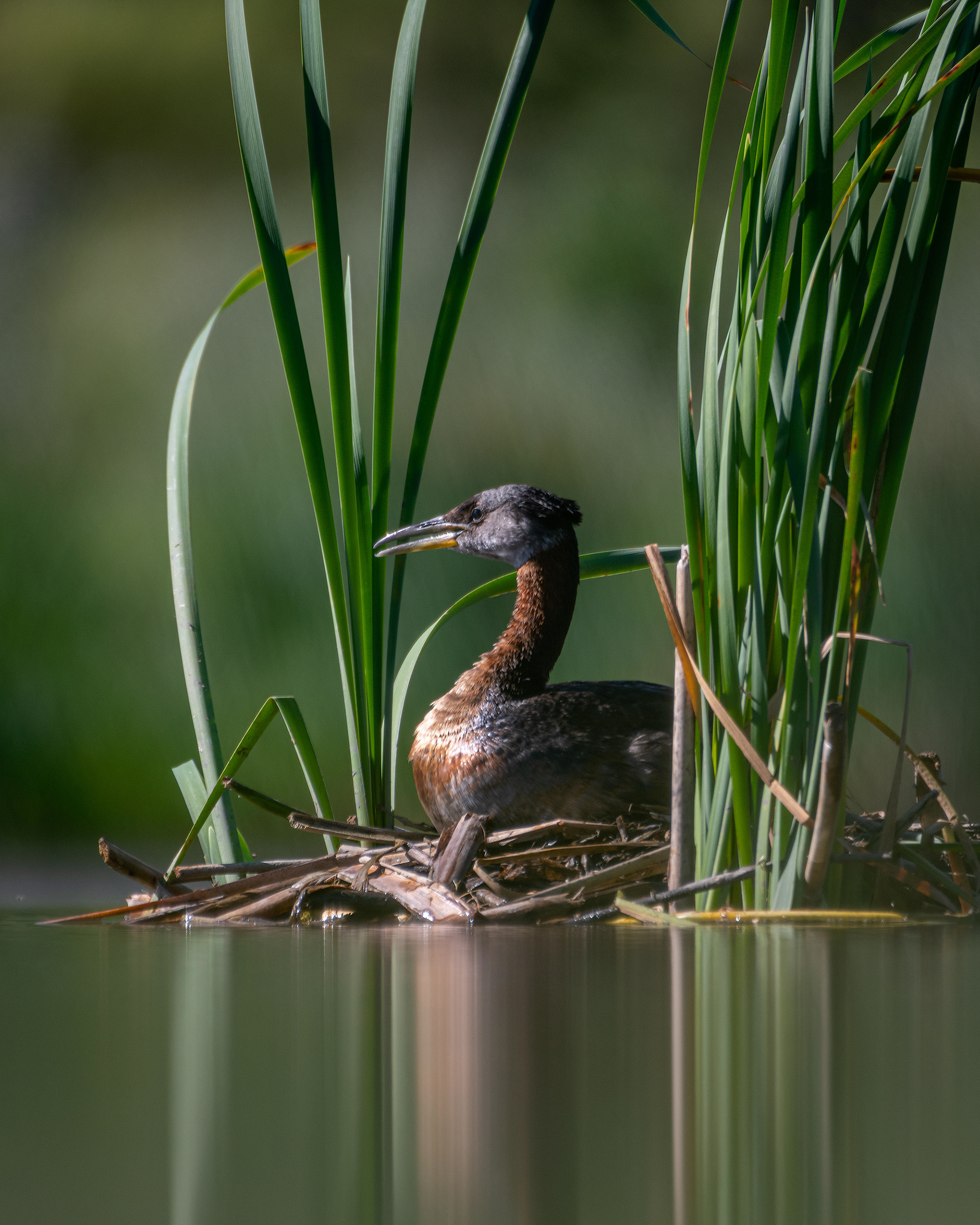 Red-necked Grebe, Marshall Springs ponds, Fish Creek Provincial Park, Calgary, AB