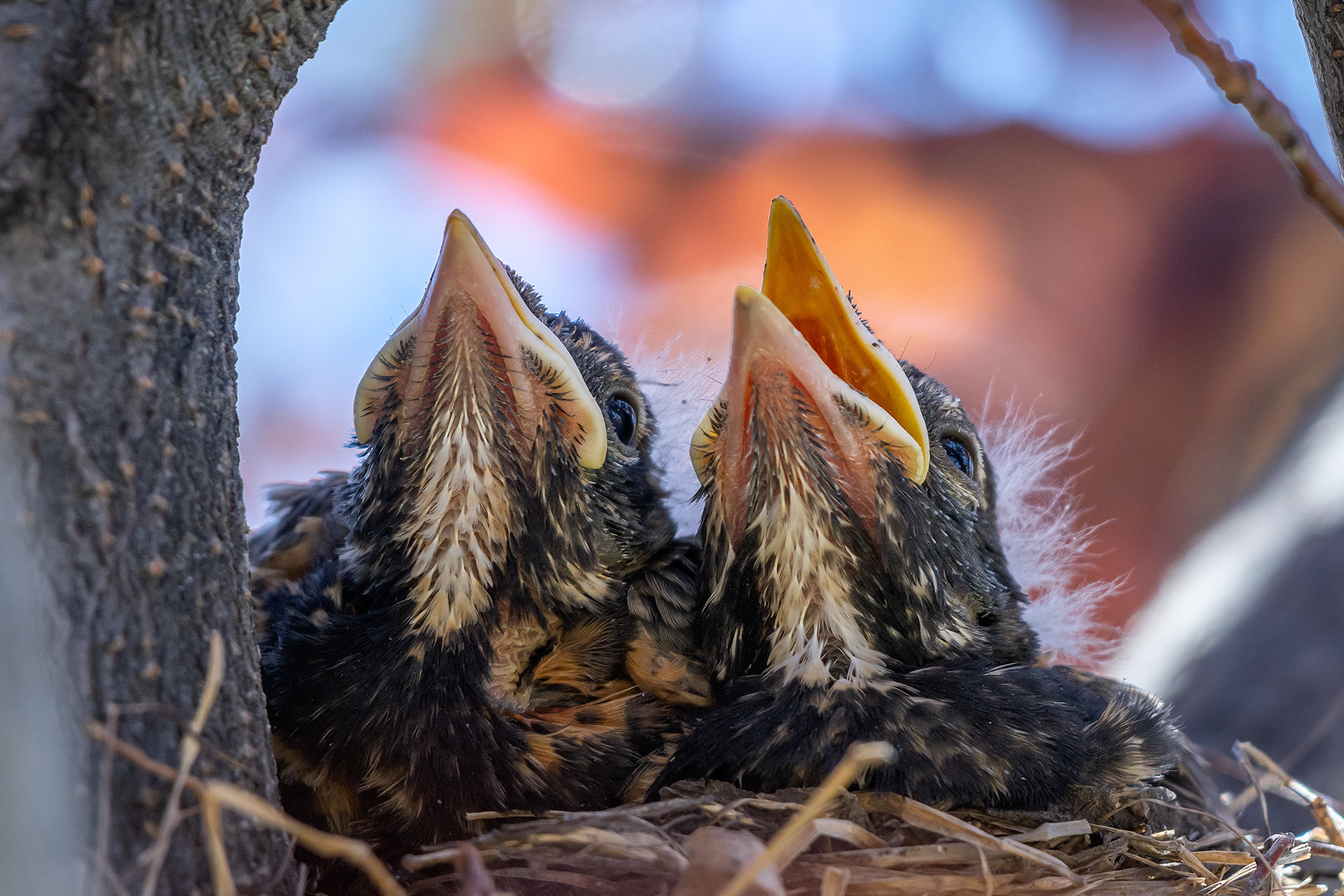American Robin hatchlings, Bridlewood, Calgary, AB