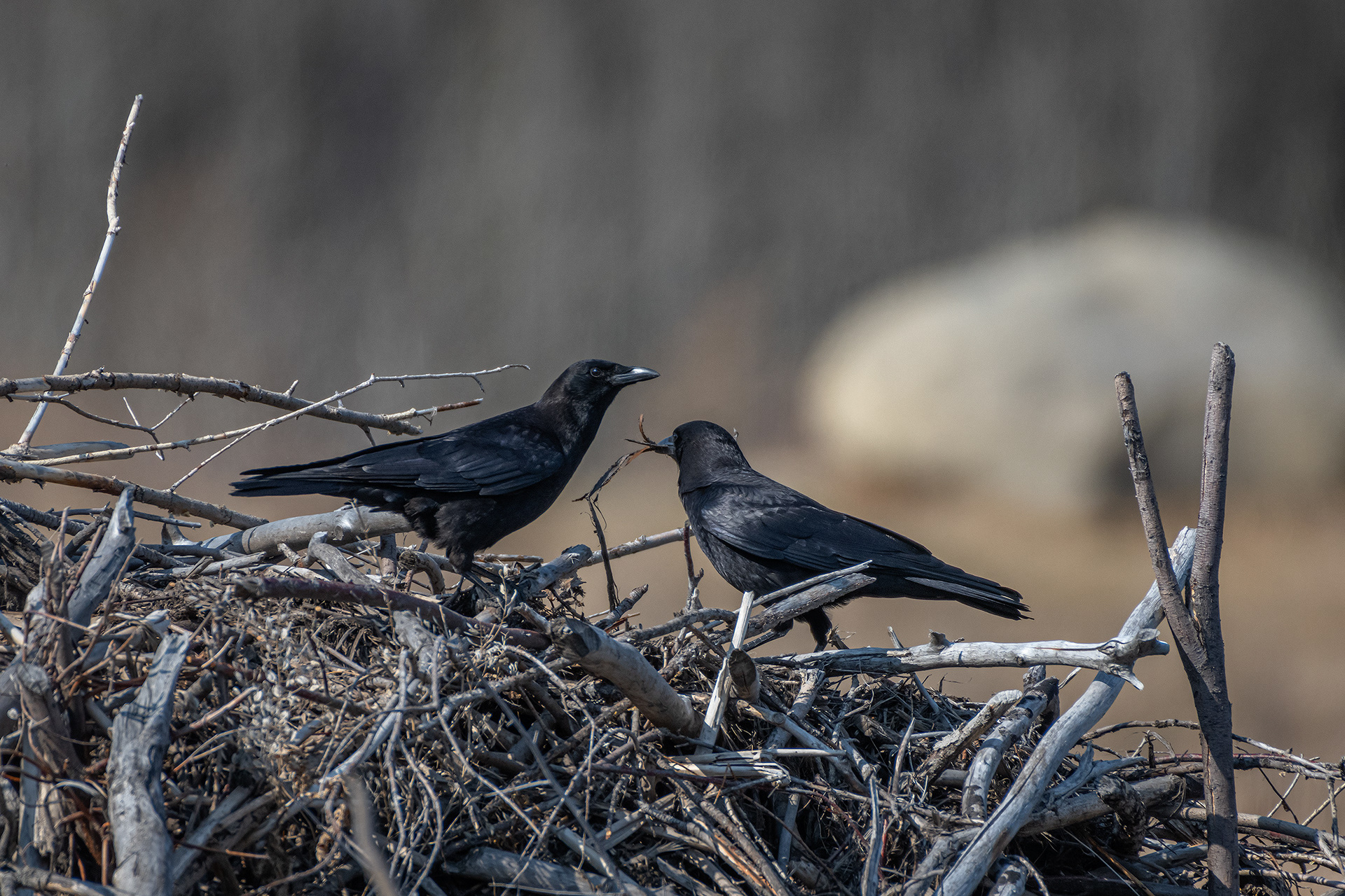 Common Ravens, Marshall Springs, Fish Creek Provincial Park, Calgary, AB