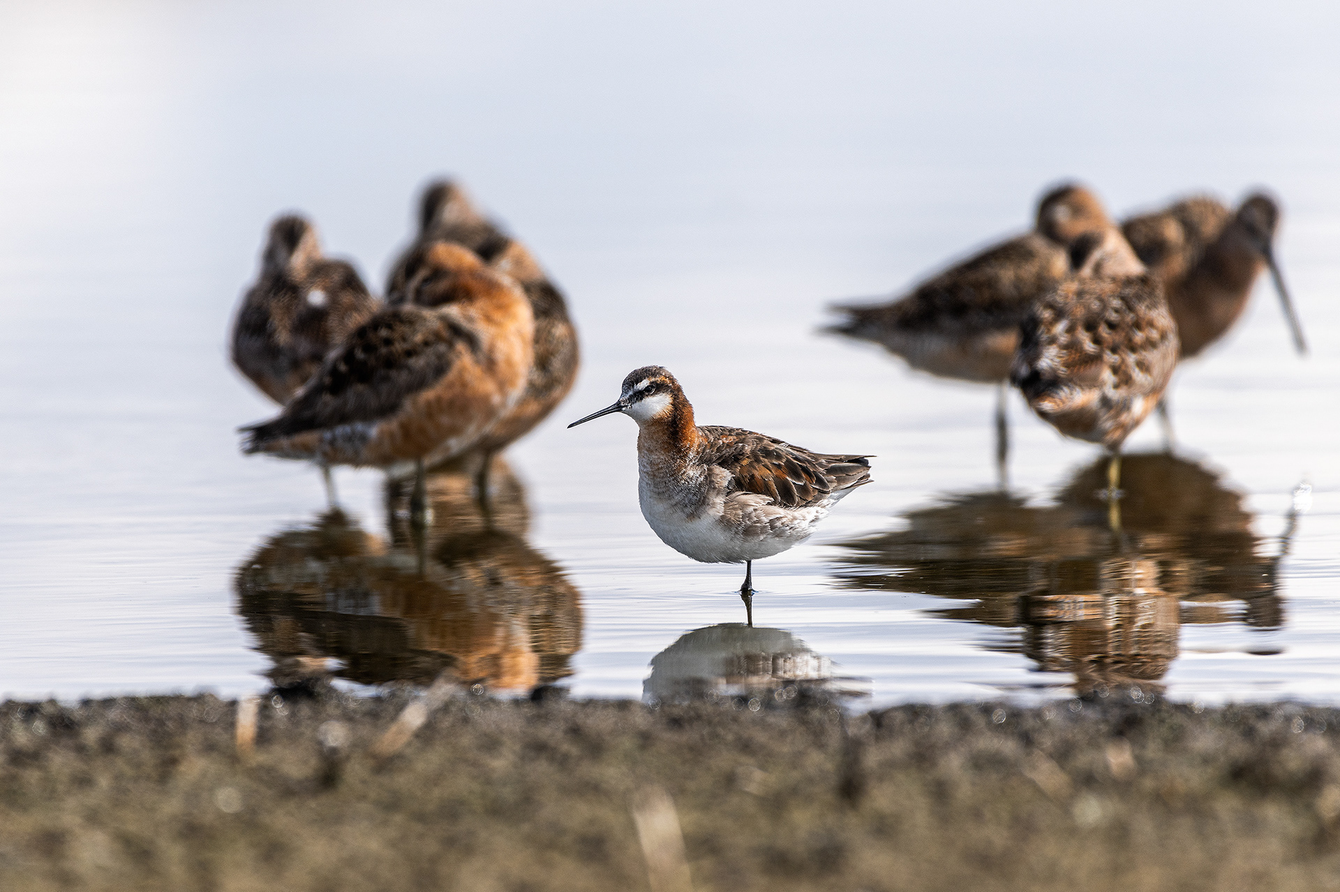 Wilson's Phalarope (female), with resting Long-billed Dowitchers in the background, Frank Lake, Alberta