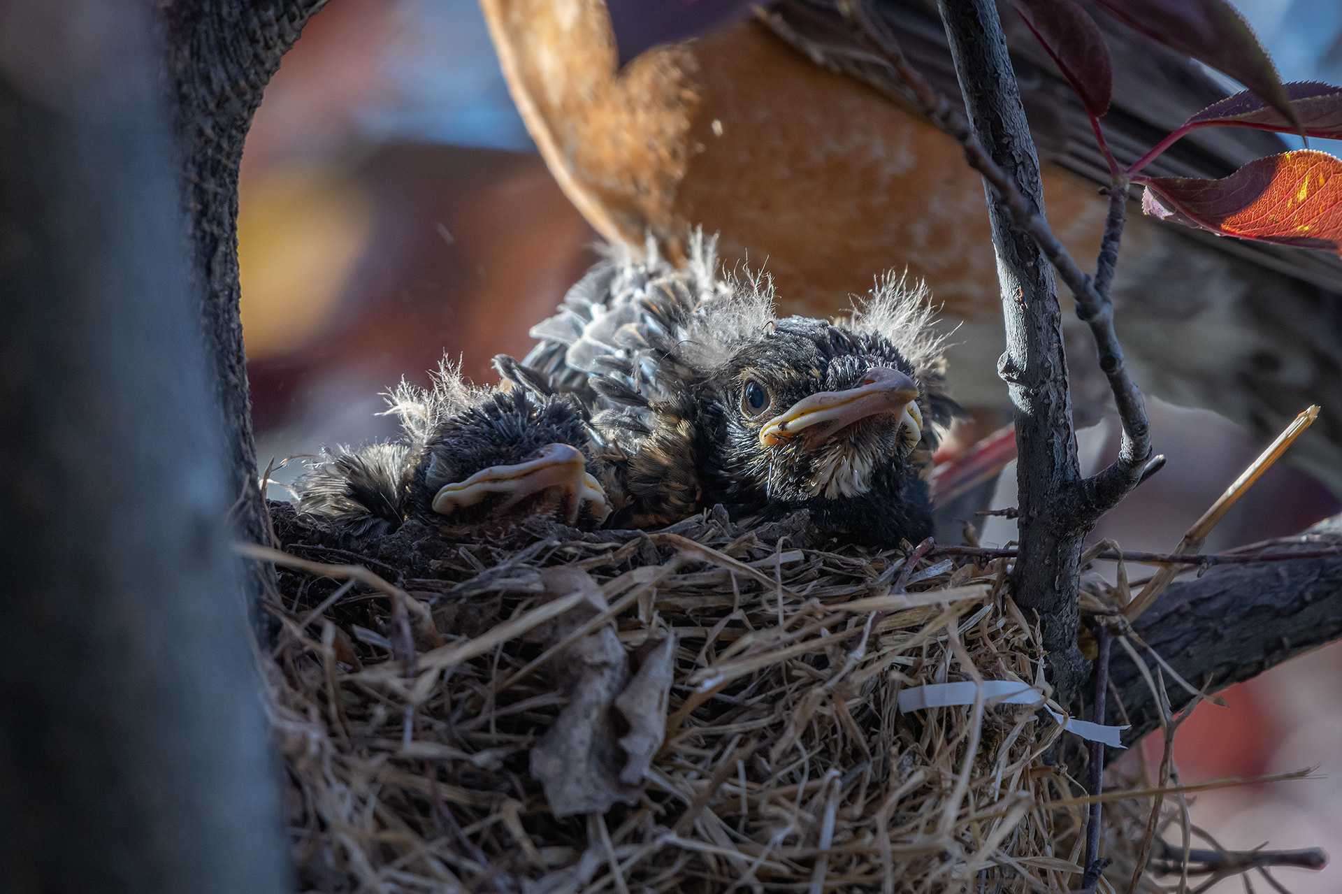 American Robin hatchlings, Bridlewood, Calgary, AB