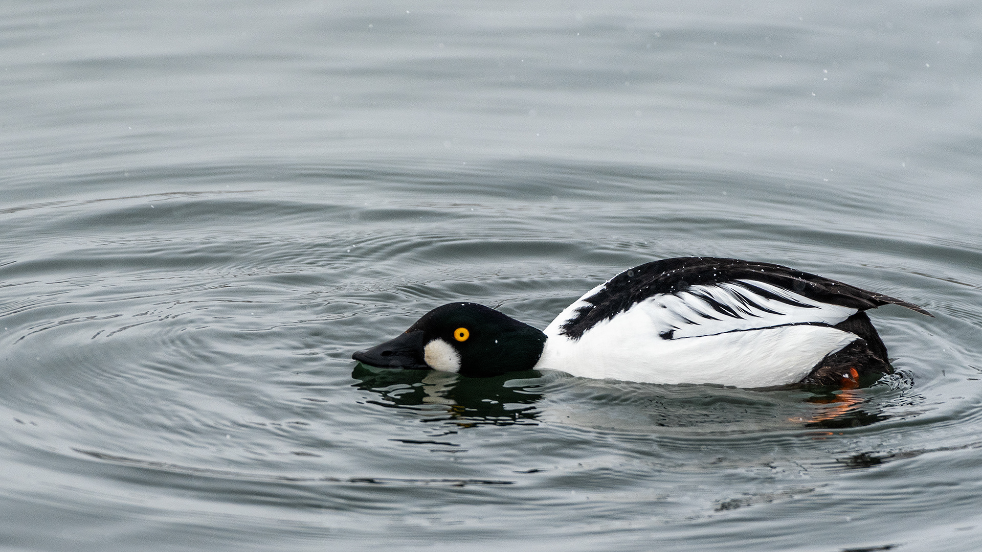 Common Goldeneye (male) at the Inglewood Bird Sanctuary & Nature Centre, Calgary, Alberta