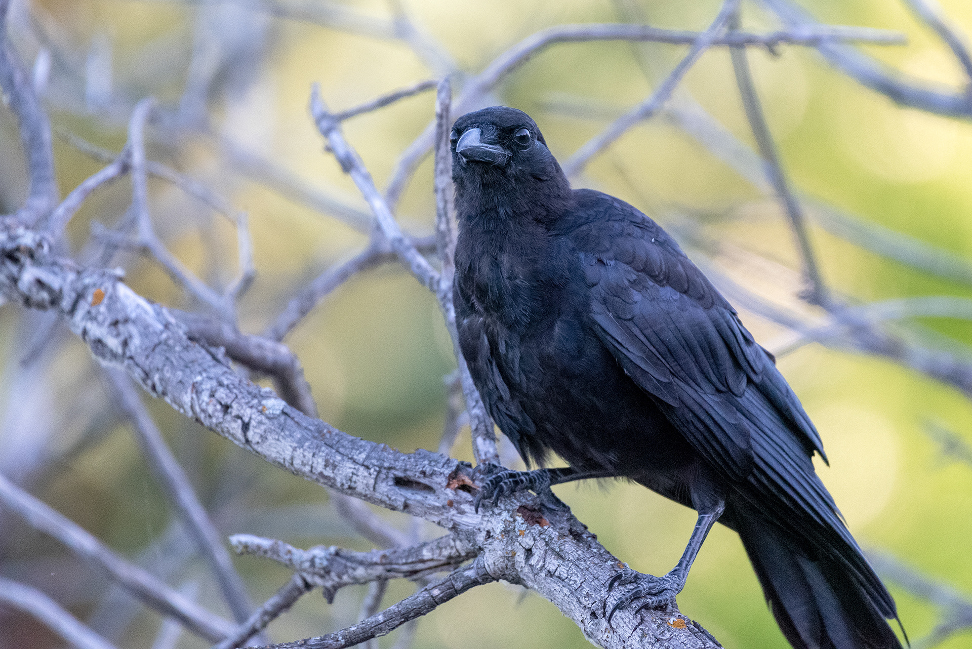 American Crow