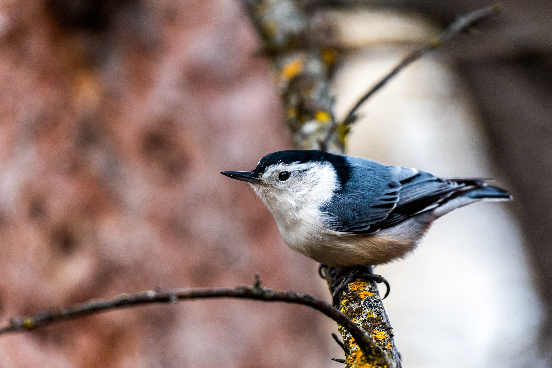 White-breasted Nuthatch near the Marshall Springs ponds in Fish Creek Provincial Park