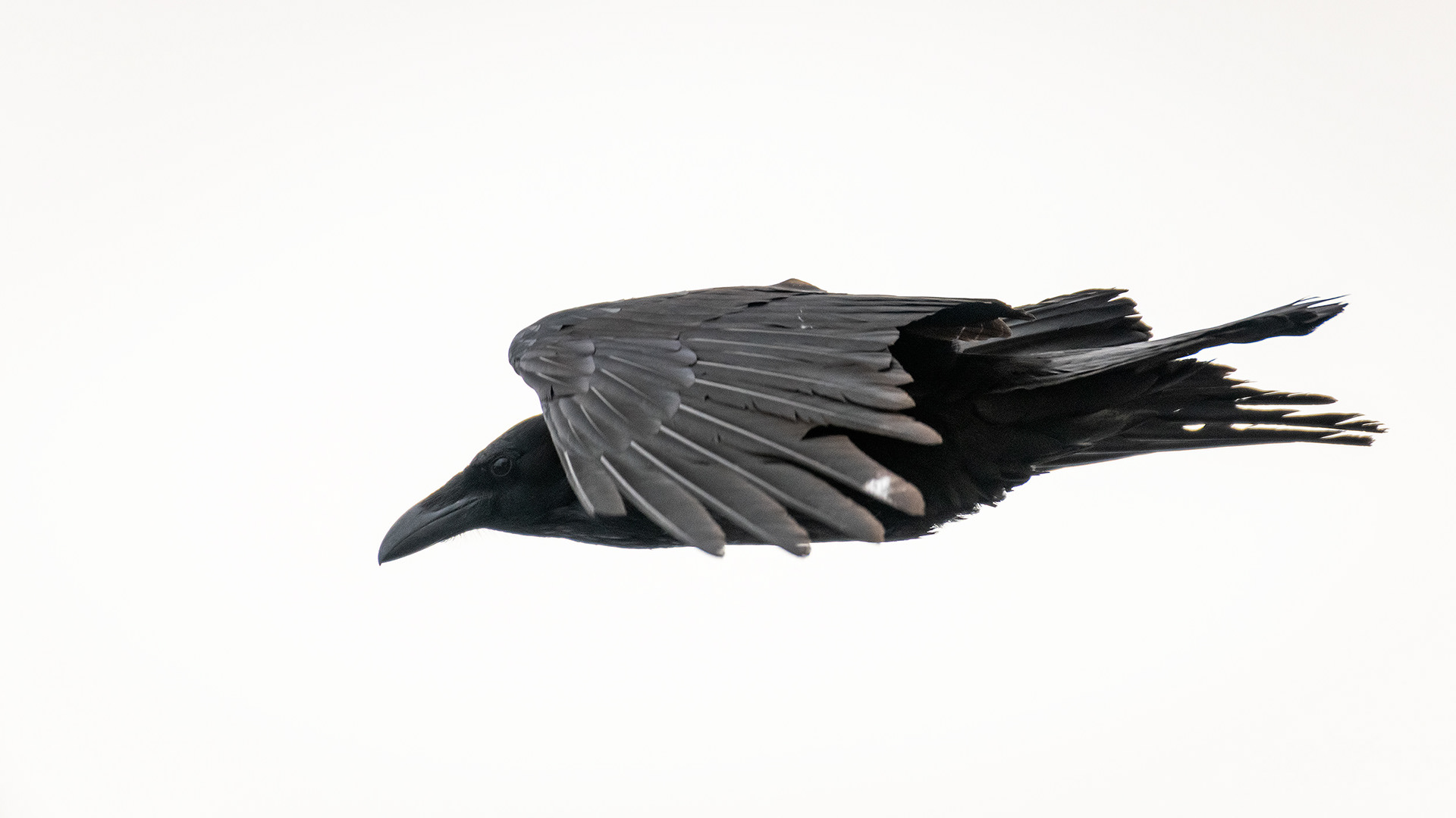 Common Raven in flight - Southview Off Leash Dog Park, Calgary, AB