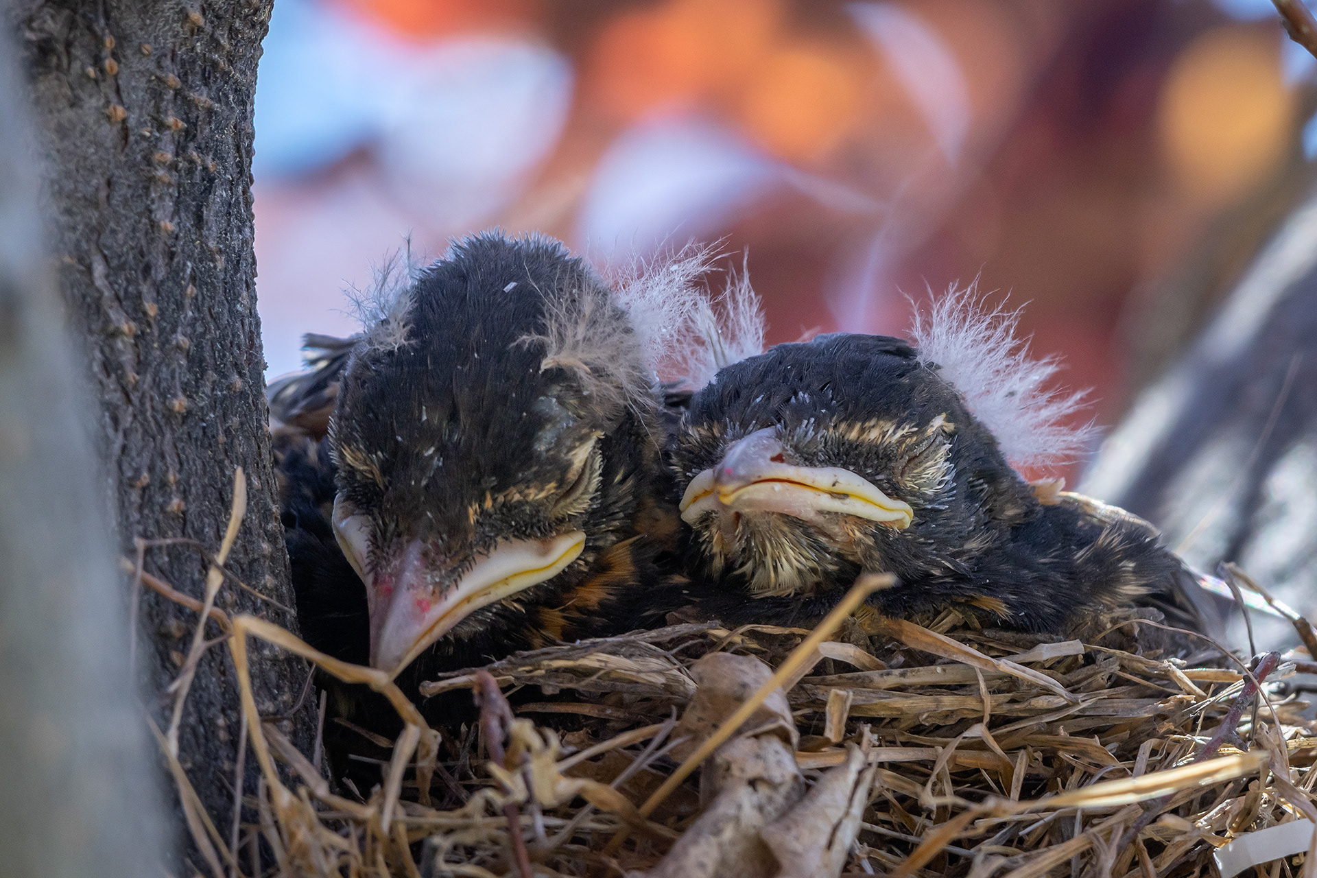 American Robin hatchlings, Bridlewood, Calgary, AB