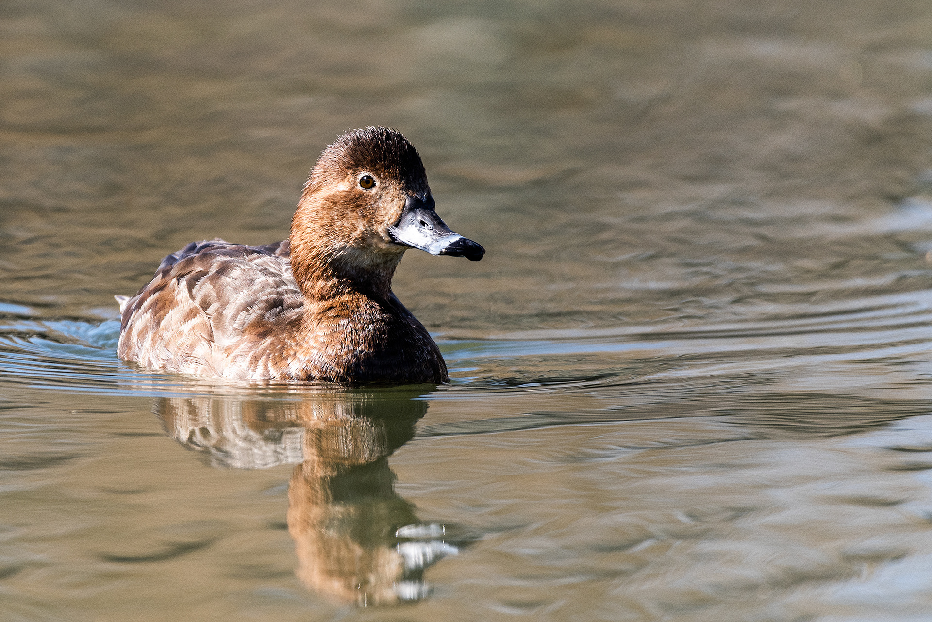 Redhead (female) at Bridlewood Wetlands Park, Calgary, Alberta