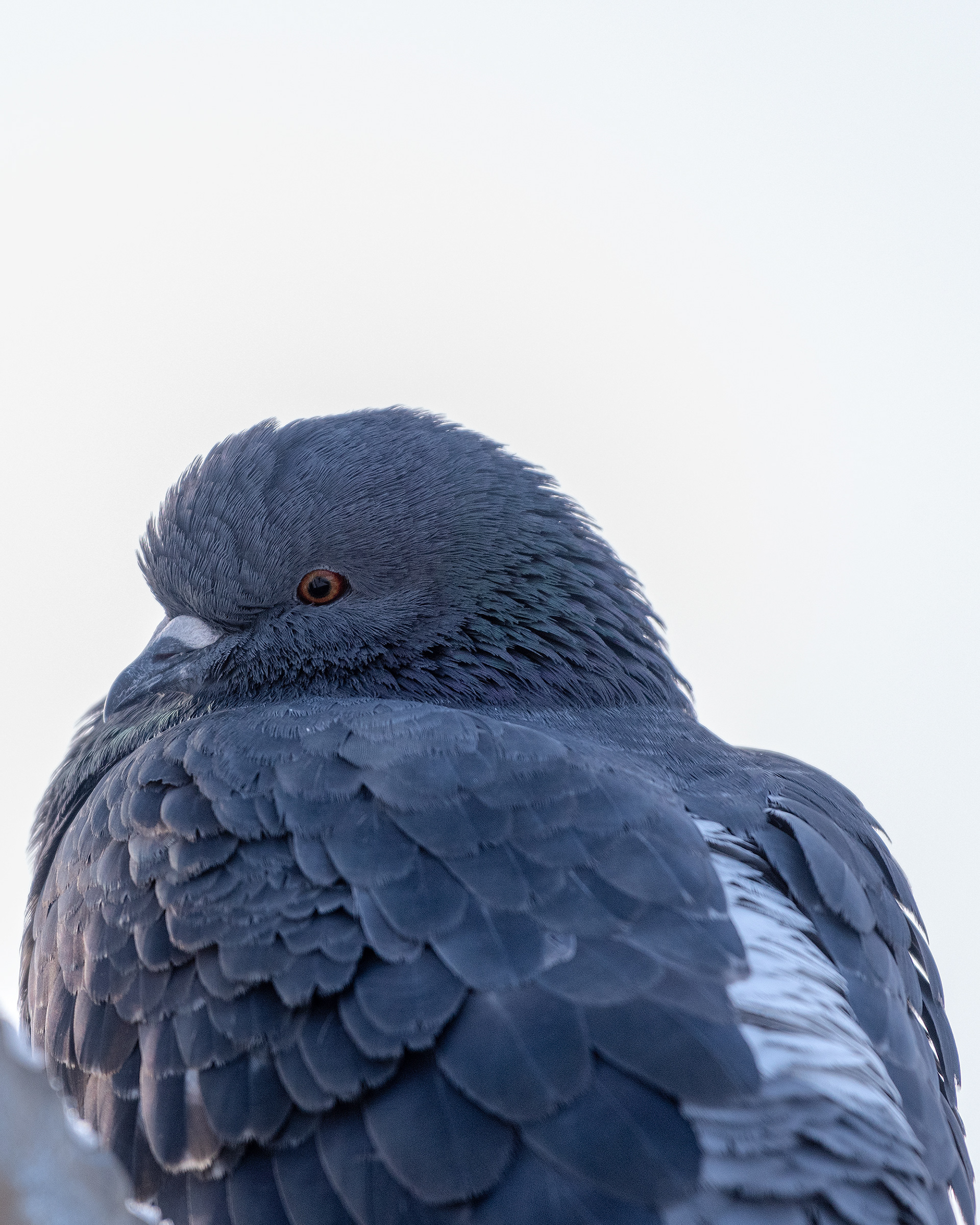 Rock Dove (pigeon) close up shot, near Carburn Park