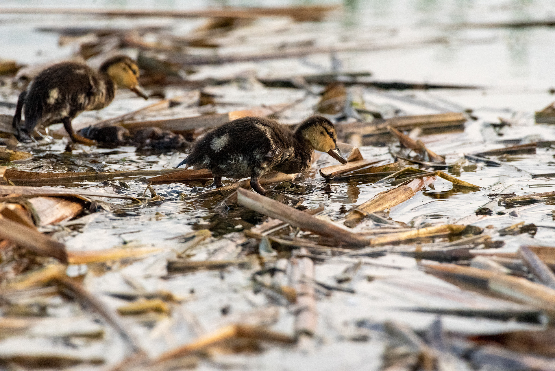 Mallard ducklings, Marshall Springs, Fish Creek Provincial Park, Calgary, Alberta