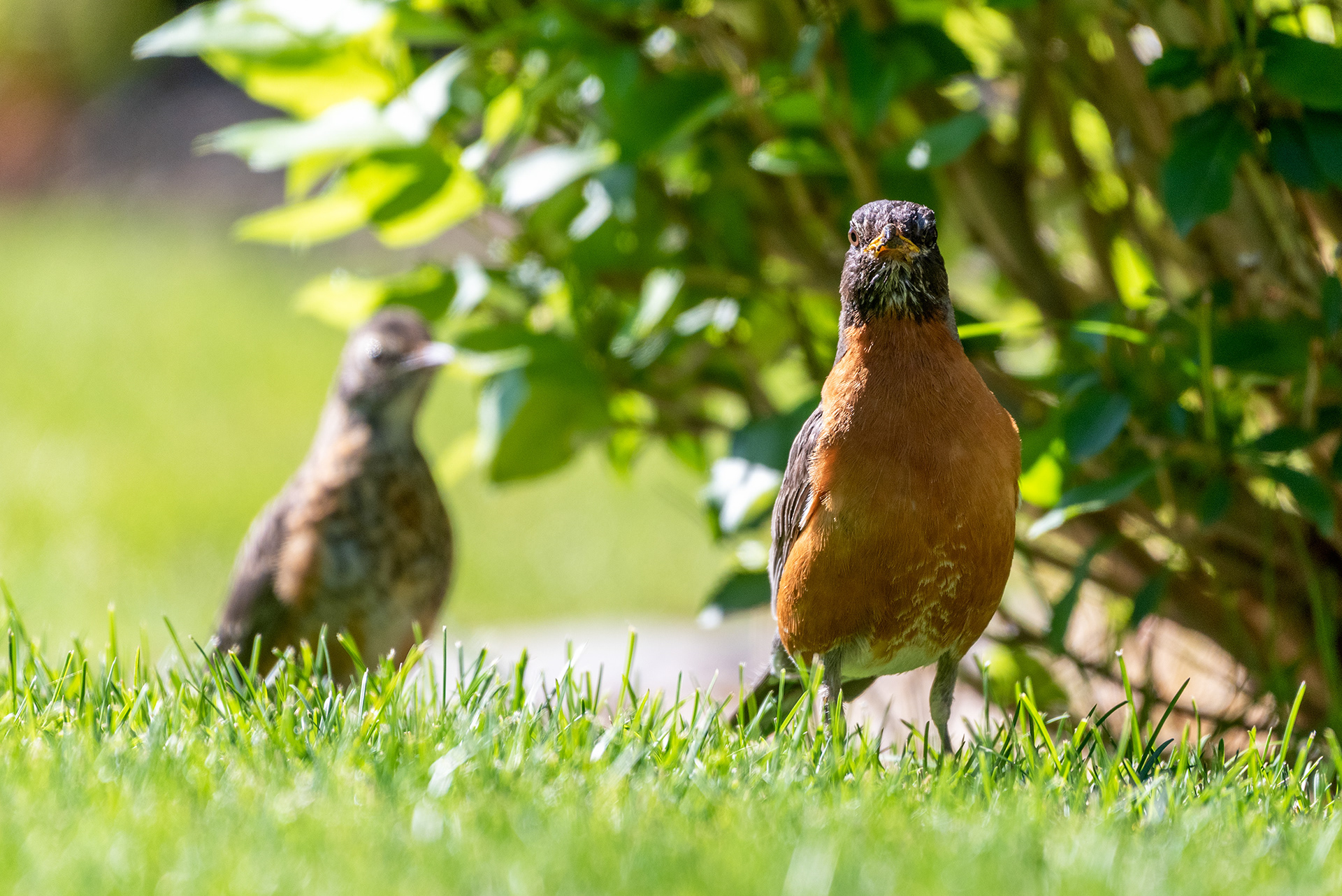 American Robin patrolling the grass for worms as his youngster follows along and learns