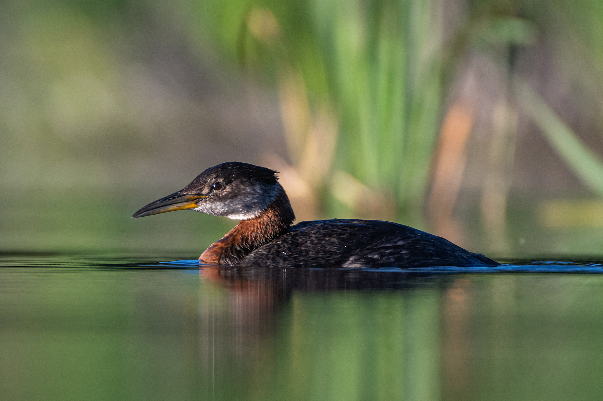 Red-necked Grebe, Marshall Springs ponds, Fish Creek Provincial Park, Calgary, AB