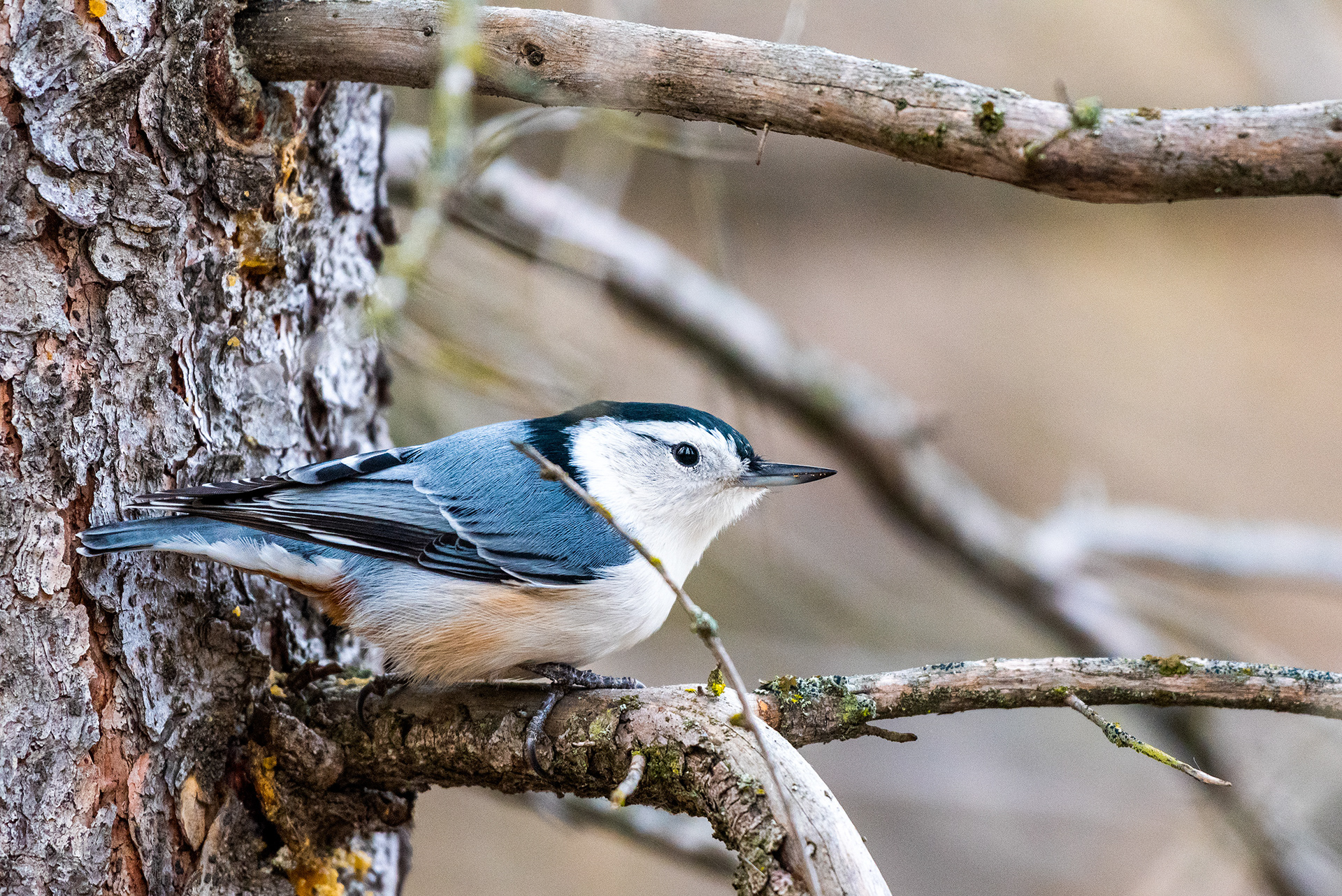White-breasted Nuthatch near the Marshall Springs ponds in Fish Creek Provincial Park