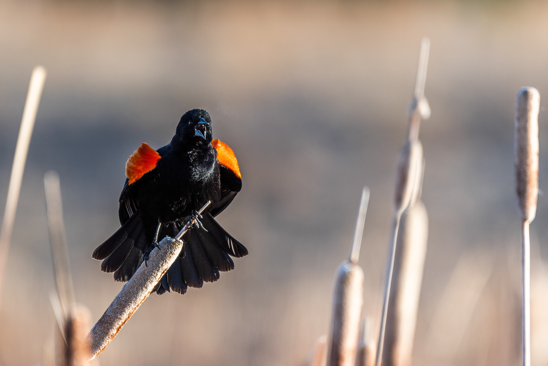 Red-winged Blackbird (male) at Burnsmead Day Use Area, Fish Creek Provincial Park, Calgary, Alberta