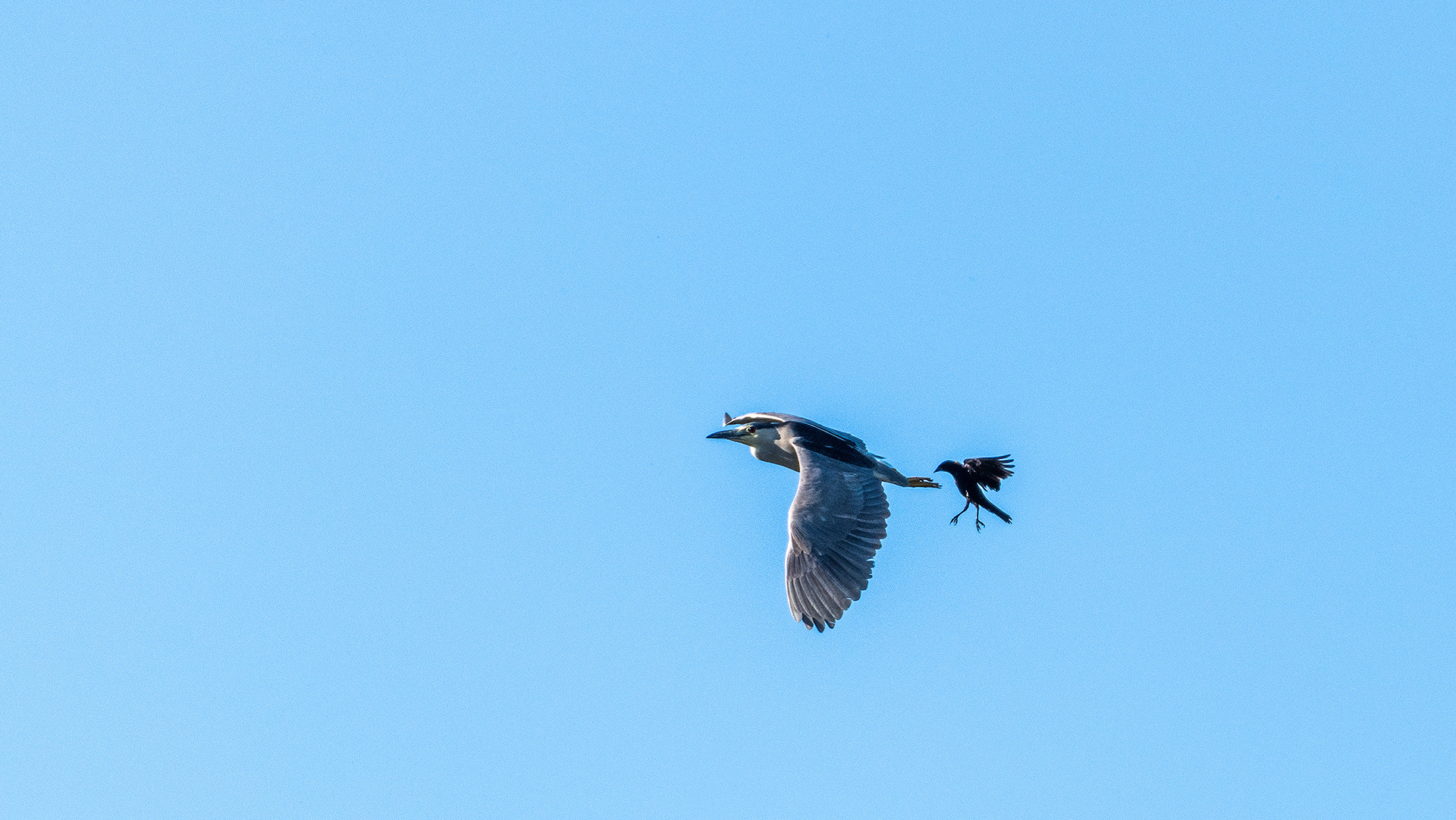 Black-crowned Night-Heron (in flight) with a male Red-winged Blackbird (in flight) on its tail, Marshall Springs, Fish Creek Prov. Park, Calgary, AB