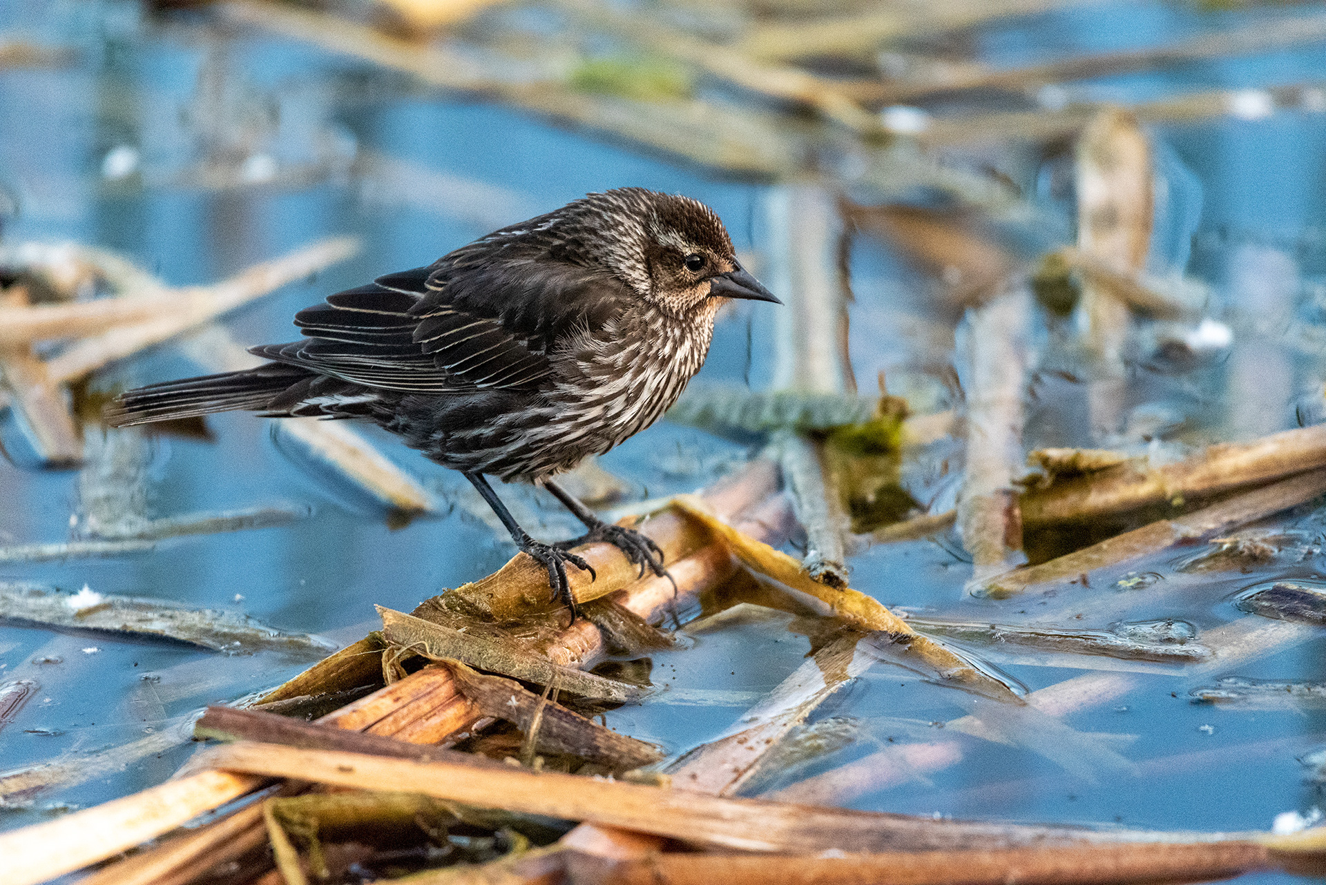 Red-winged Blackbird, Marshall Springs, Fish Creek Provincial Park, Calgary