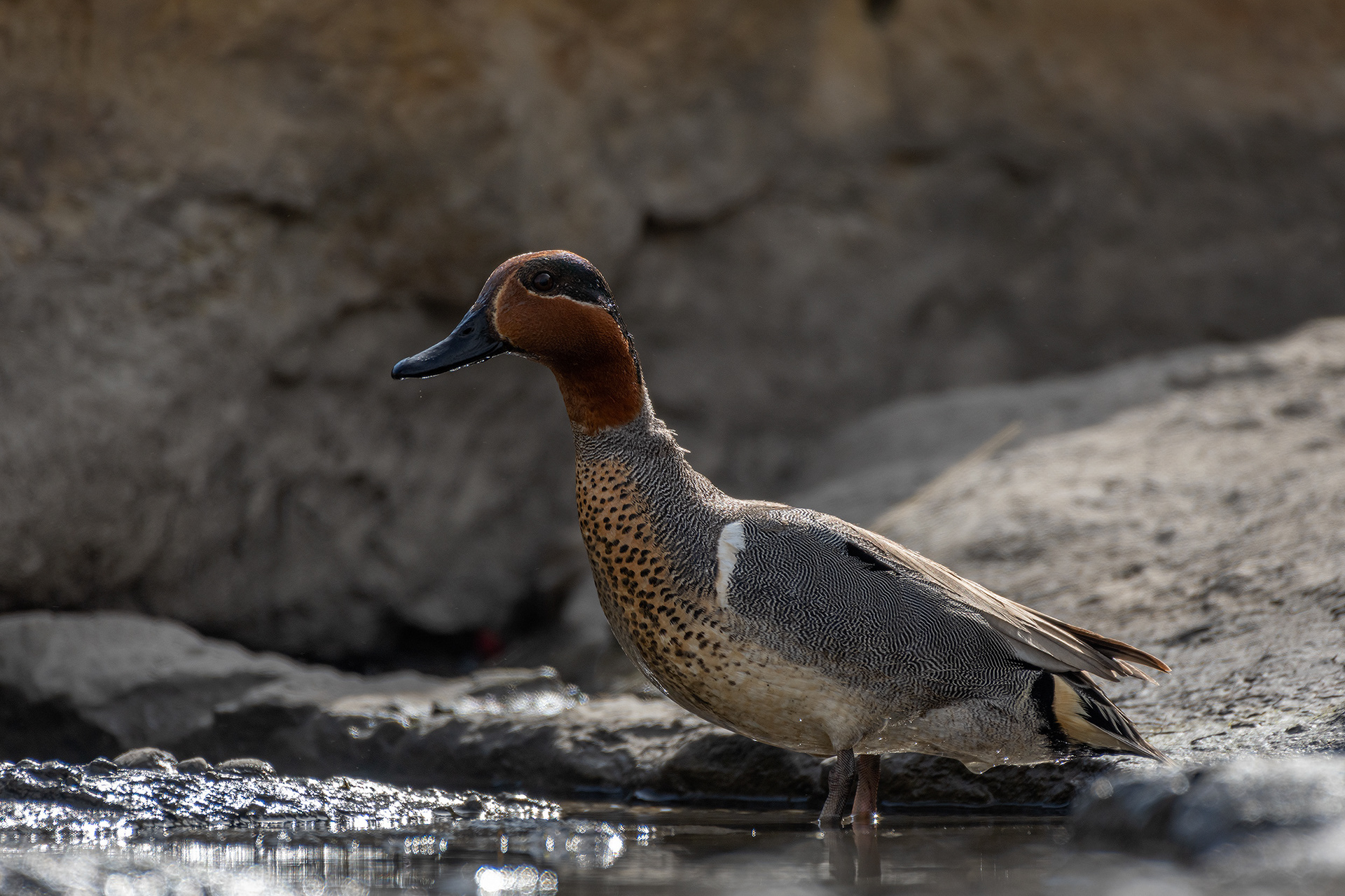 Green-winged Teal (male), Marshall Springs, Fish Creek Provincial Park, Calgary, AB
