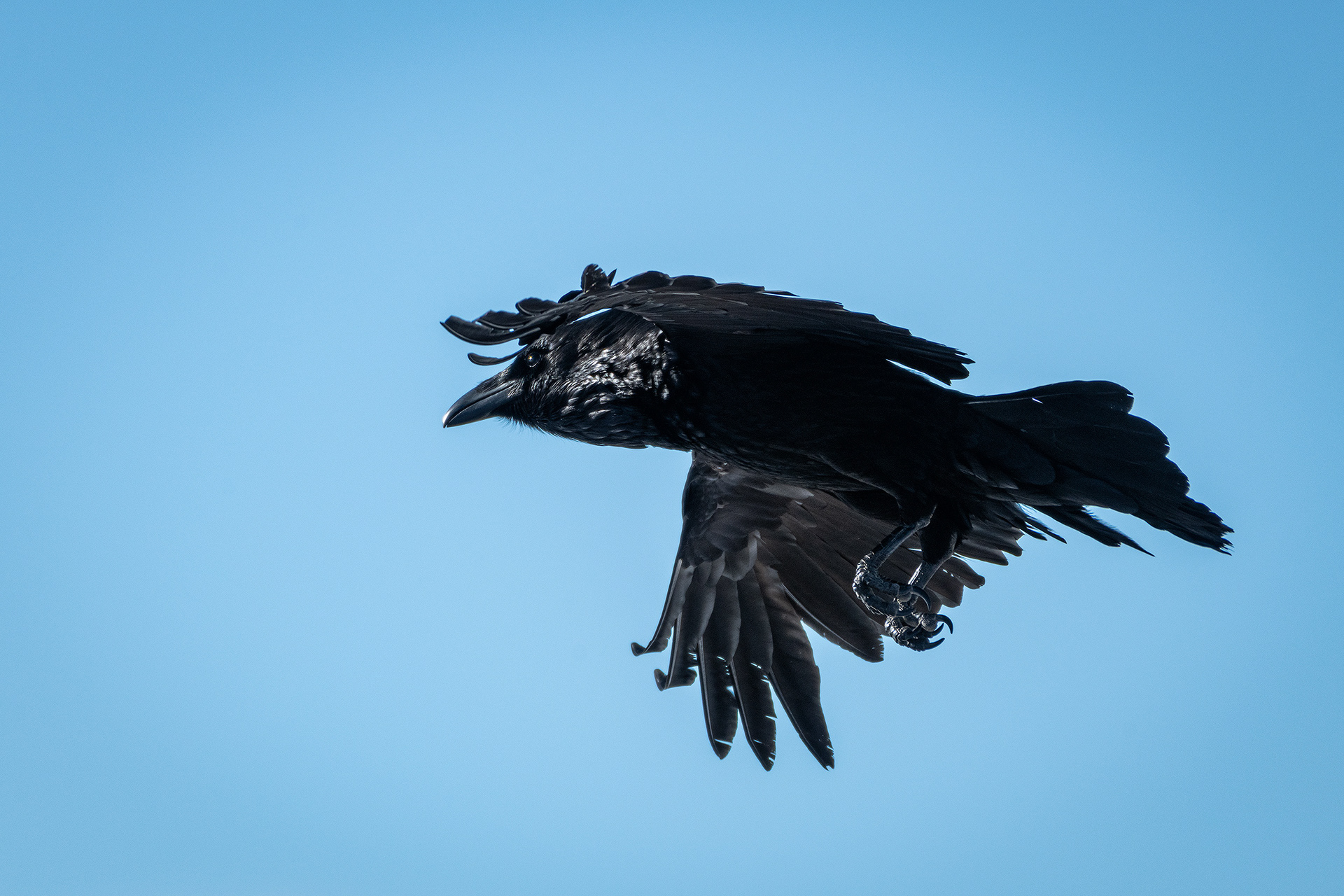 Common Raven in flight - Southview Off Leash Dog Park, Calgary, AB