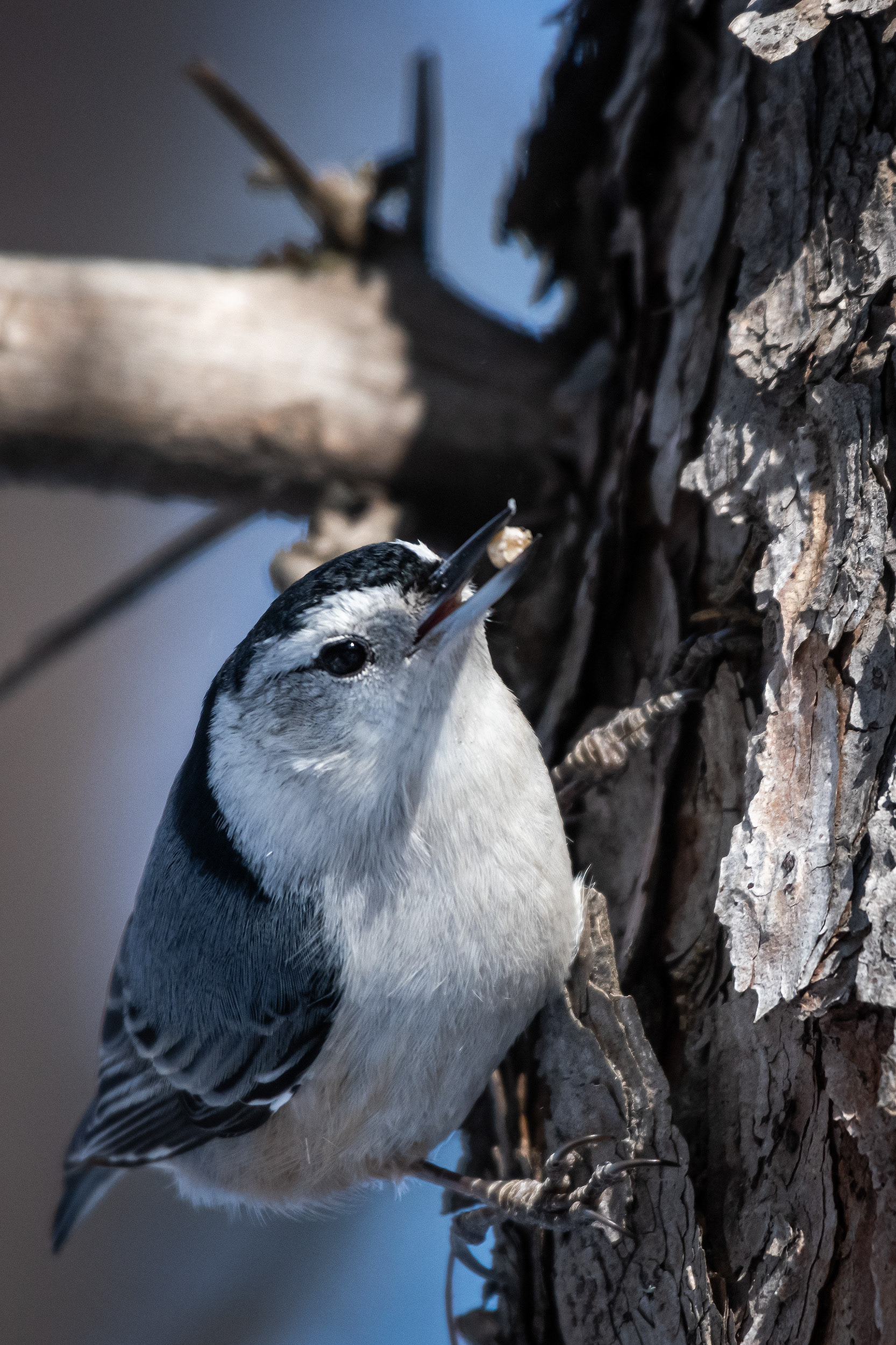 White-breasted Nuthatch, near the Marshall Springs area of Fish Creek Provincial Park, Calgary, AB