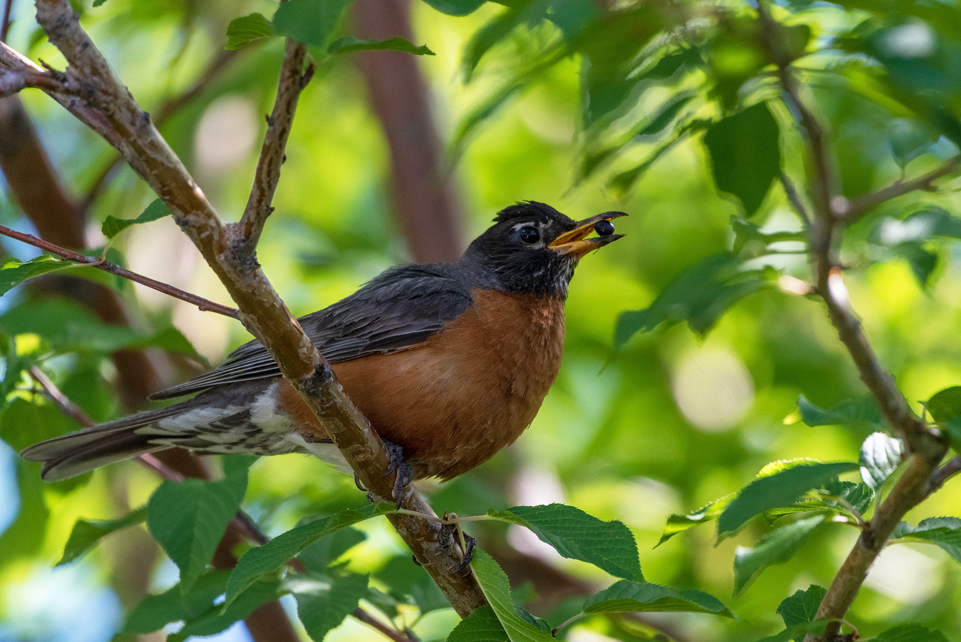 American Robin with a berry in his bill