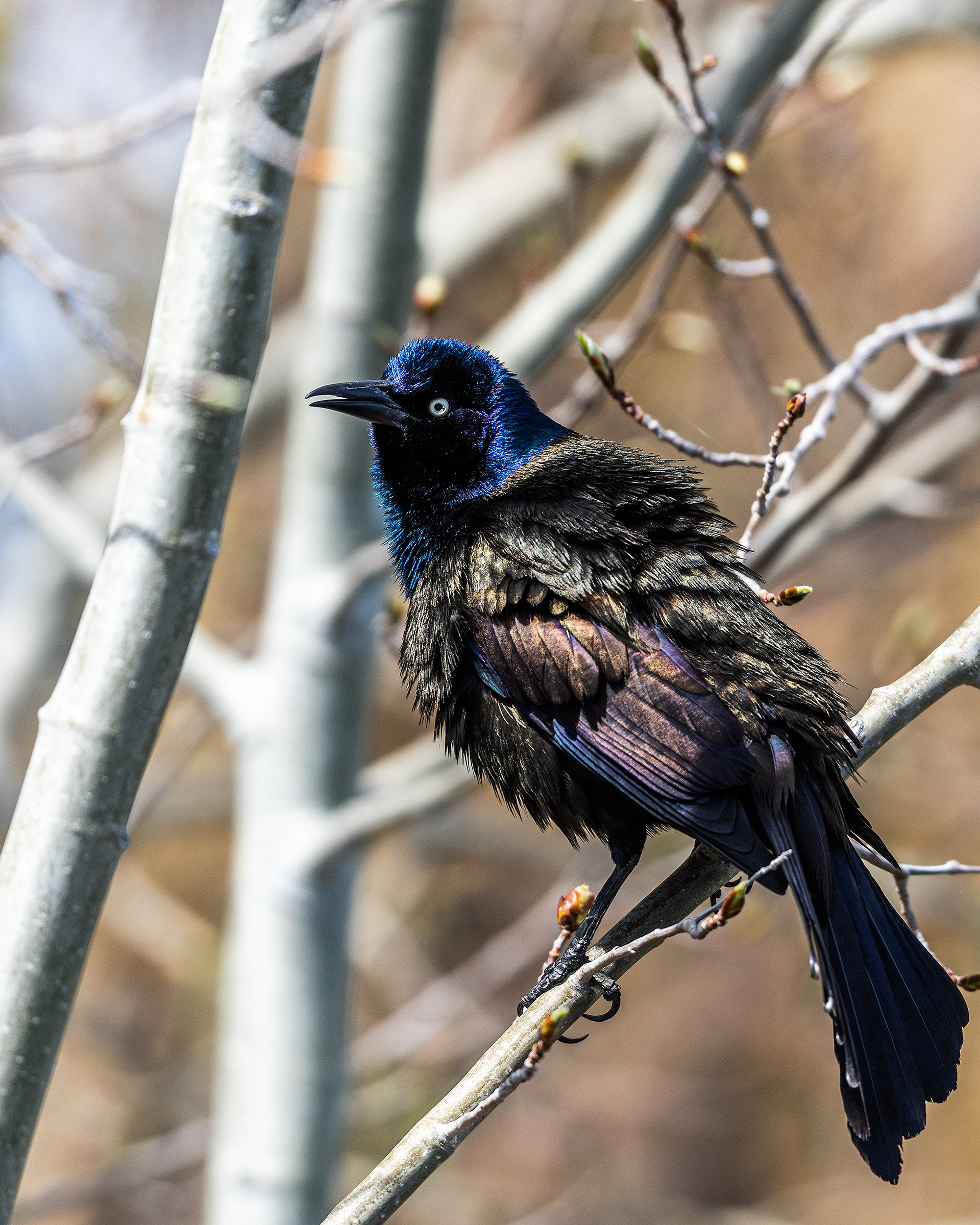 Common Grackle at Bridlewood Wetlands Park, Calgary, Alberta