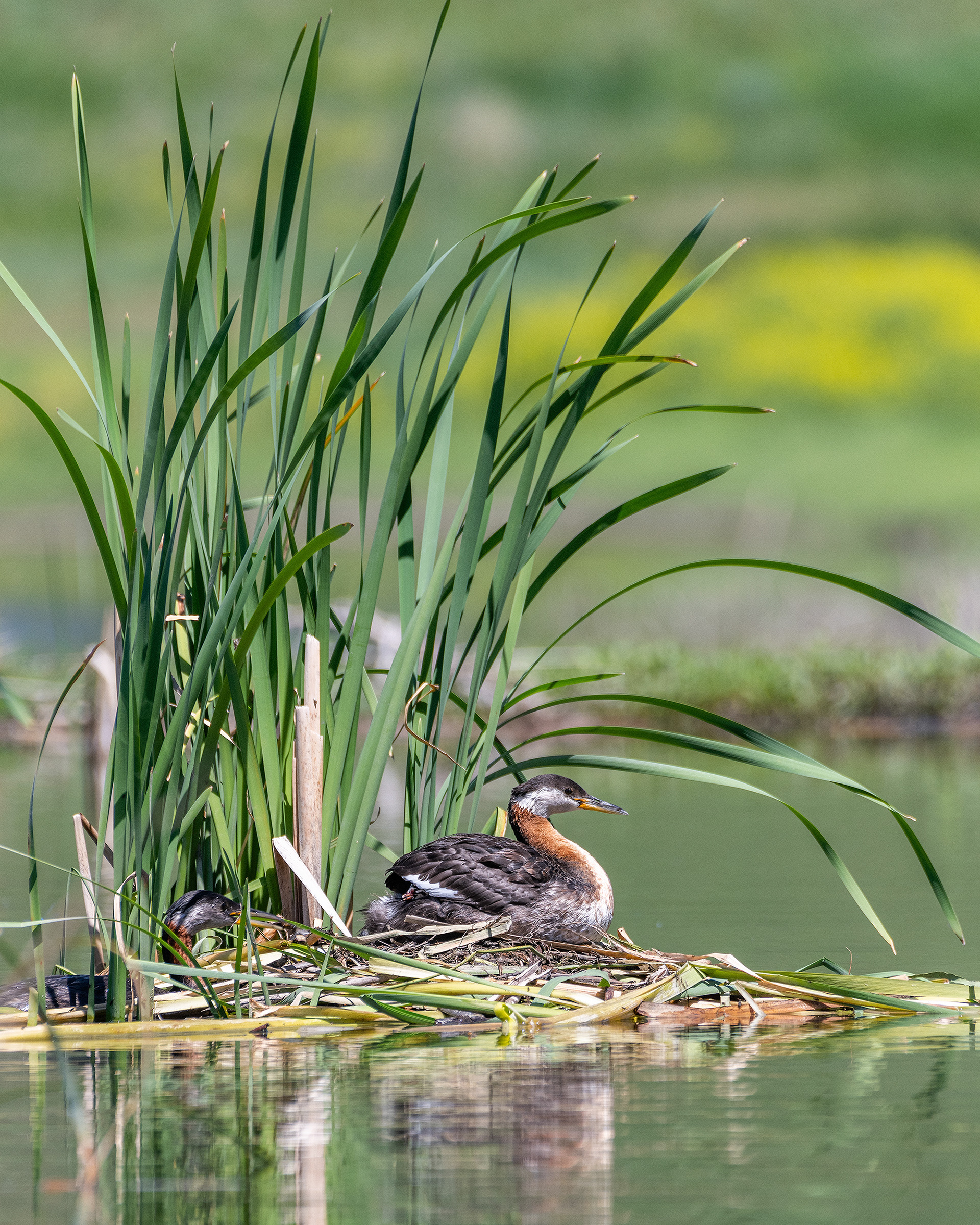 Red-necked Grebe pair at their nest with their newly hatched chick (Dad brought some food for the chick, peeking out of the back of Mom), Marshall Springs - Fish Creek Prov. Park, Calgary, AB