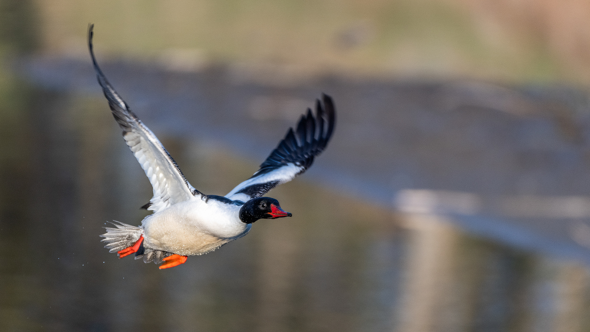 Common Merganser (male) in flight, Inglewood Bird Sanctuary & Nature Centre, Calgary, Alberta