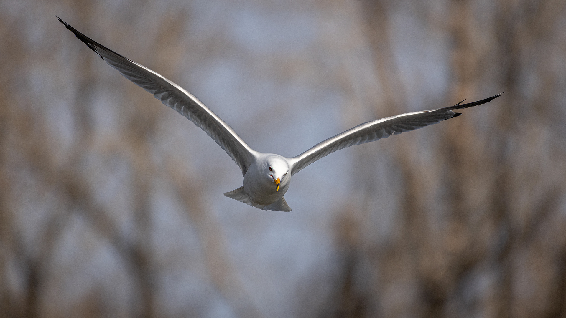 Ring-billed Gull (in flight), near the Harvie Passage of the Bow River, Pearce Estate Park, Calgary, AB