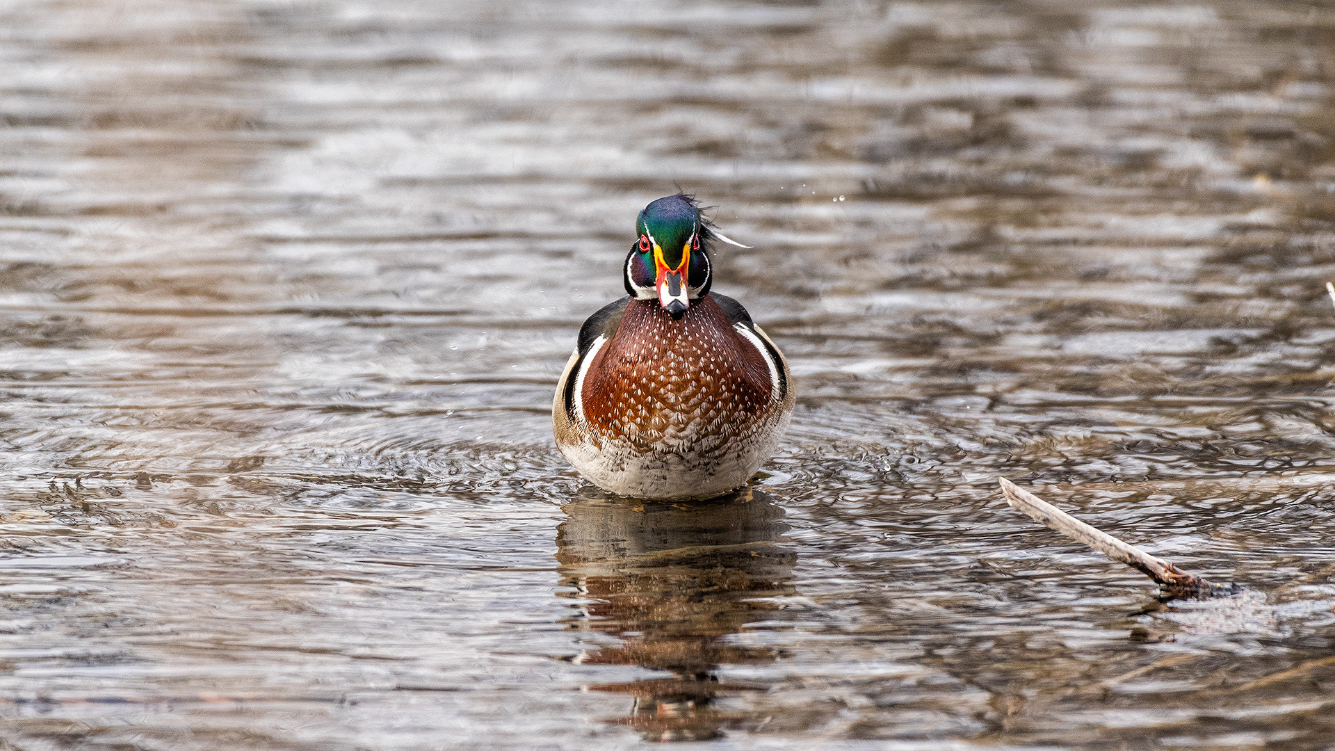Wood Duck (male) at the Inglewood Bird Sanctuary & Nature Centre, Calgary, Alberta