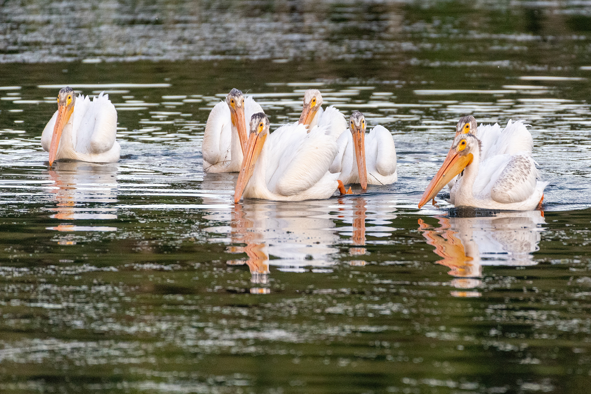 American White Pelicans