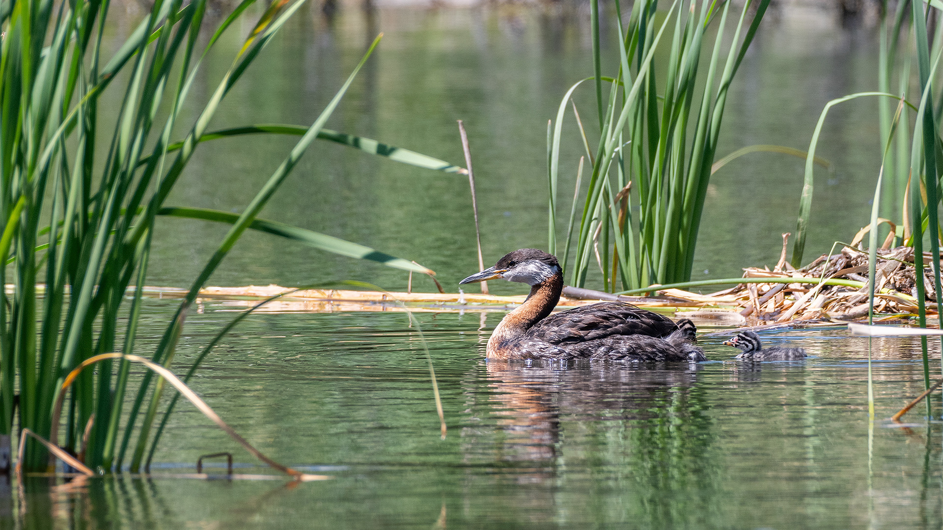 Red-necked Grebe (female) with a chick riding on her back and another in the water near her, Marshall Springs - Fish Creek Prov. Park, Calgary, AB