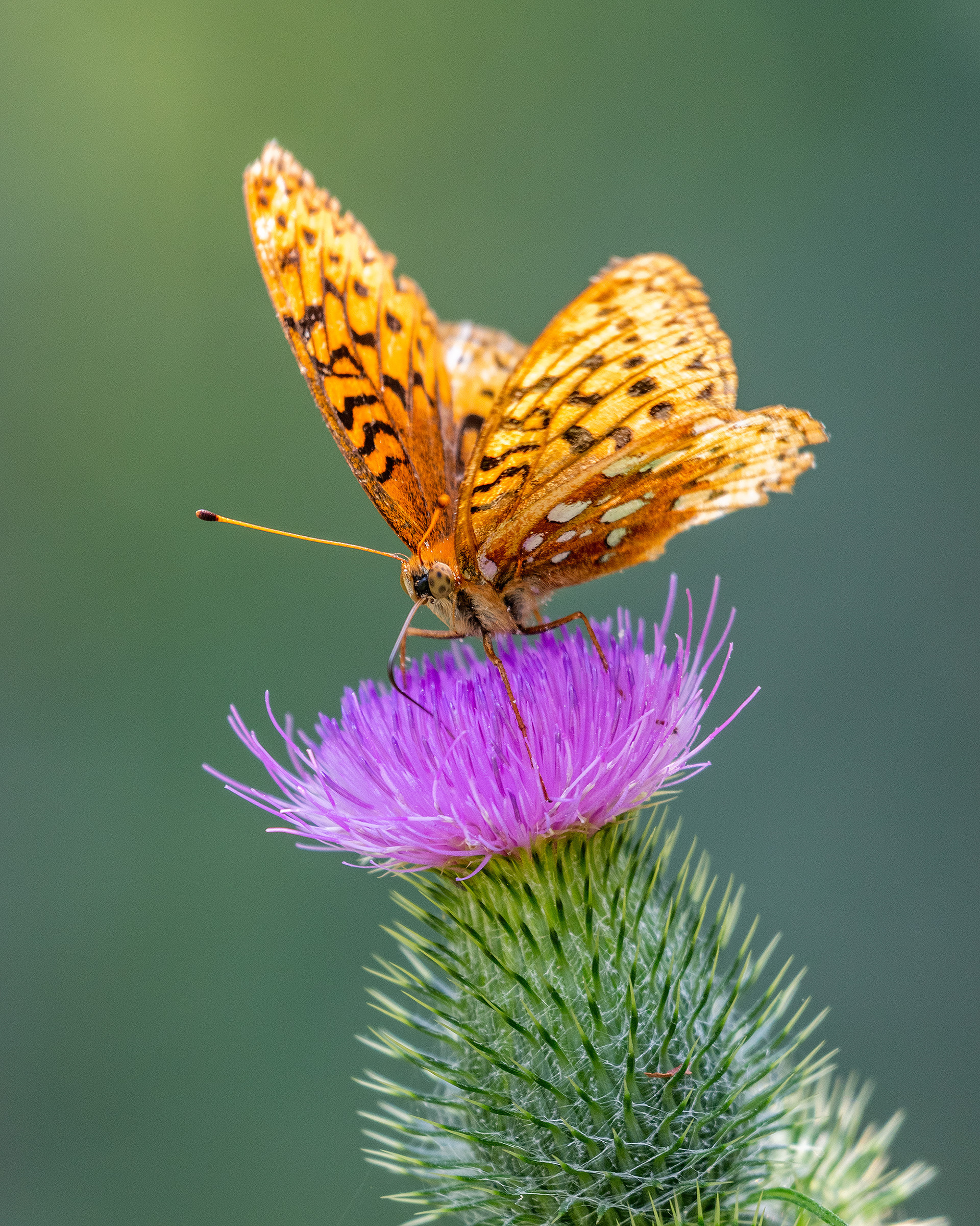 Butterfly on a flower, Marshall Springs - Fish Creek Prov. Park, Calgary, AB