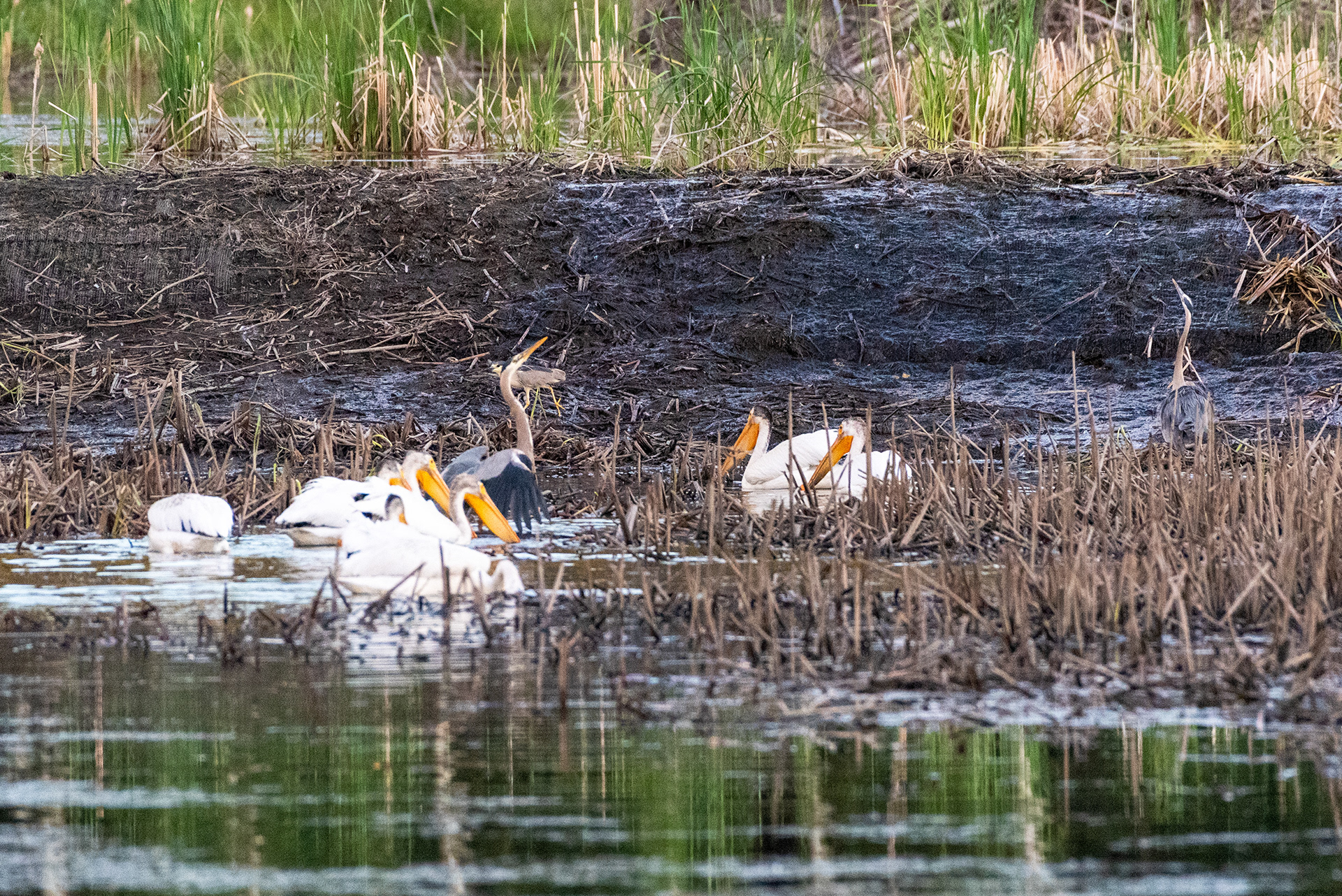American White Pelicans feeding, Great Blue Herons, Black-crowned Night-Heron