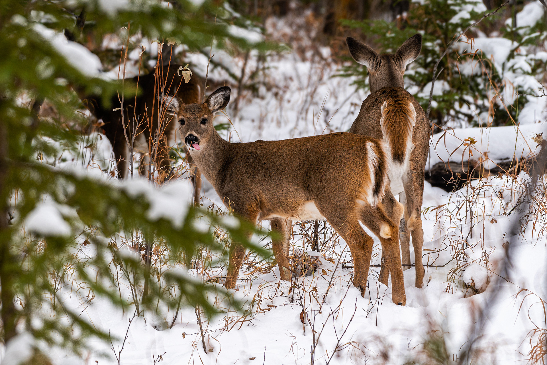 White-tailed Deer near the Marshall Springs ponds in Fish Creek Provincial Park