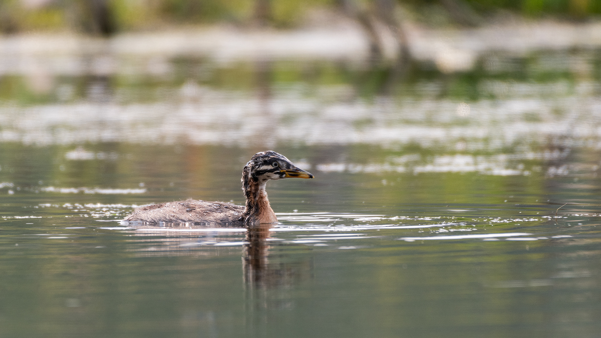 Red-necked Grebe (immature), Marshall Springs - Fish Creek Prov. Park, Calgary, AB