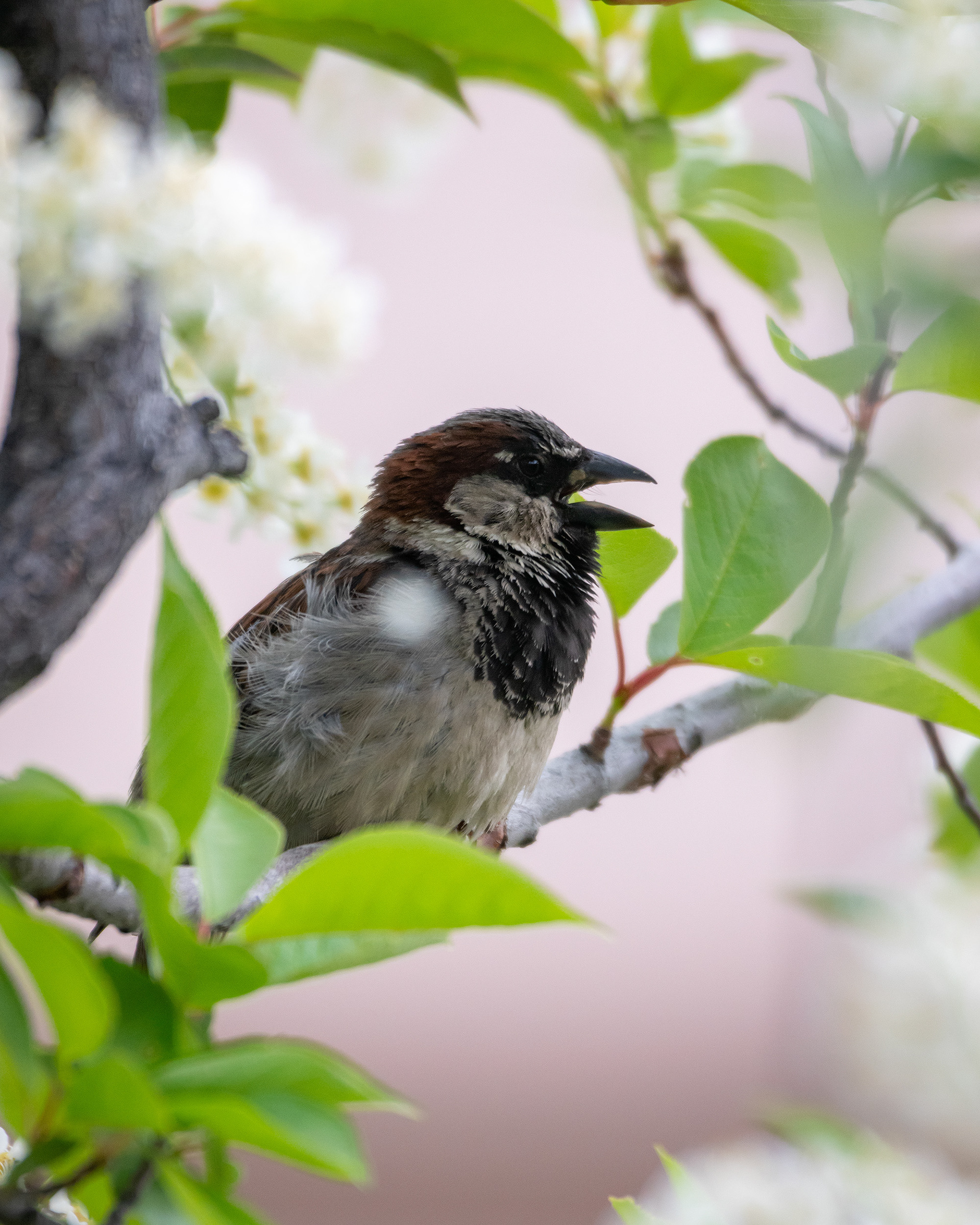 House Sparrow (male), Bridlewood, Calgary, AB