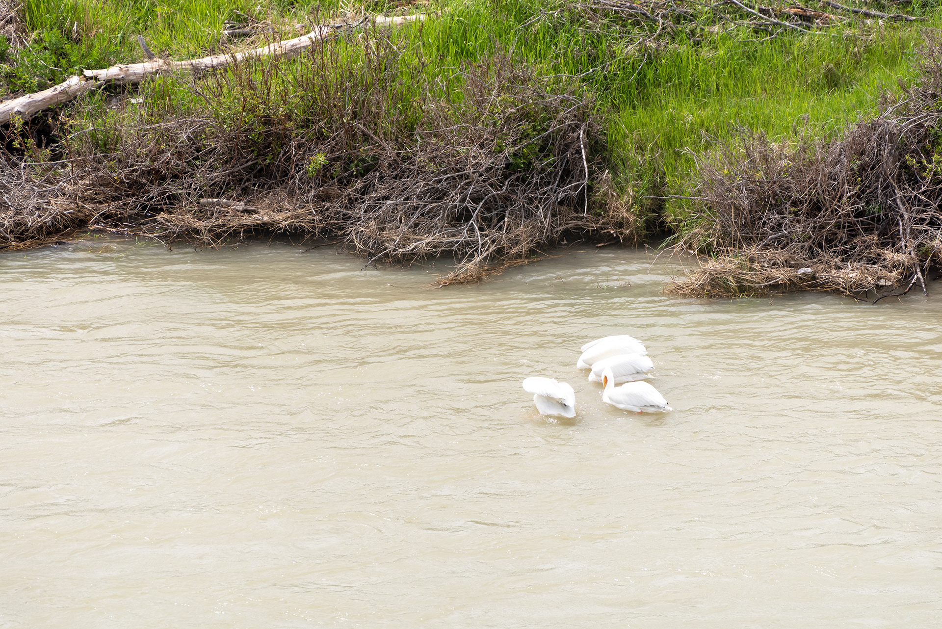 American White Pelicans, Patterson Homestead Memorial Park, Bow River, Calgary, Alberta
