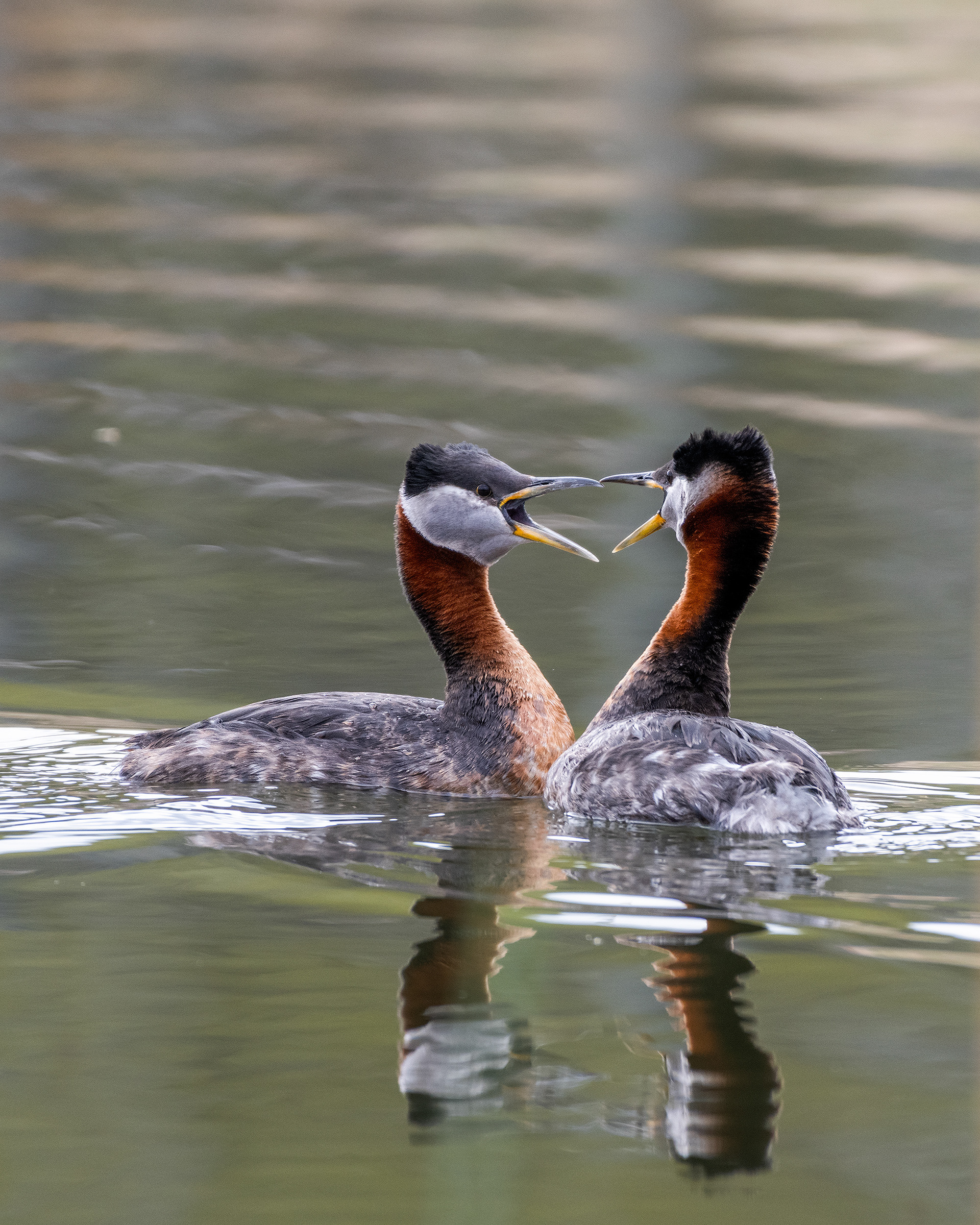Red-necked Grebe pair courting at the Marshall Springs ponds in Fish Creek Provincial Park